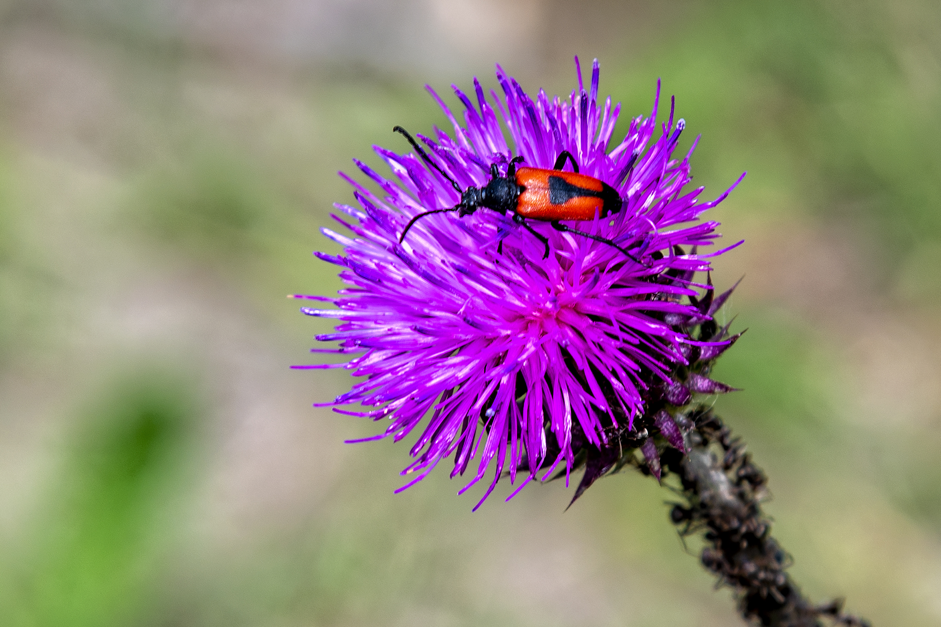 Insect on flower