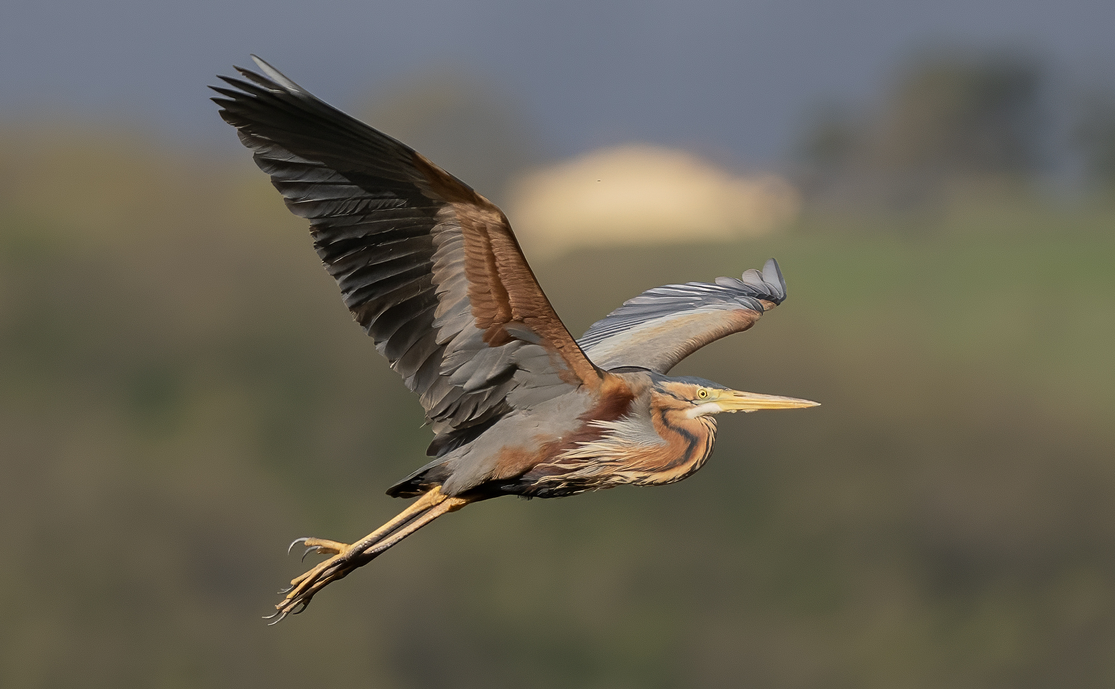 Purple heron