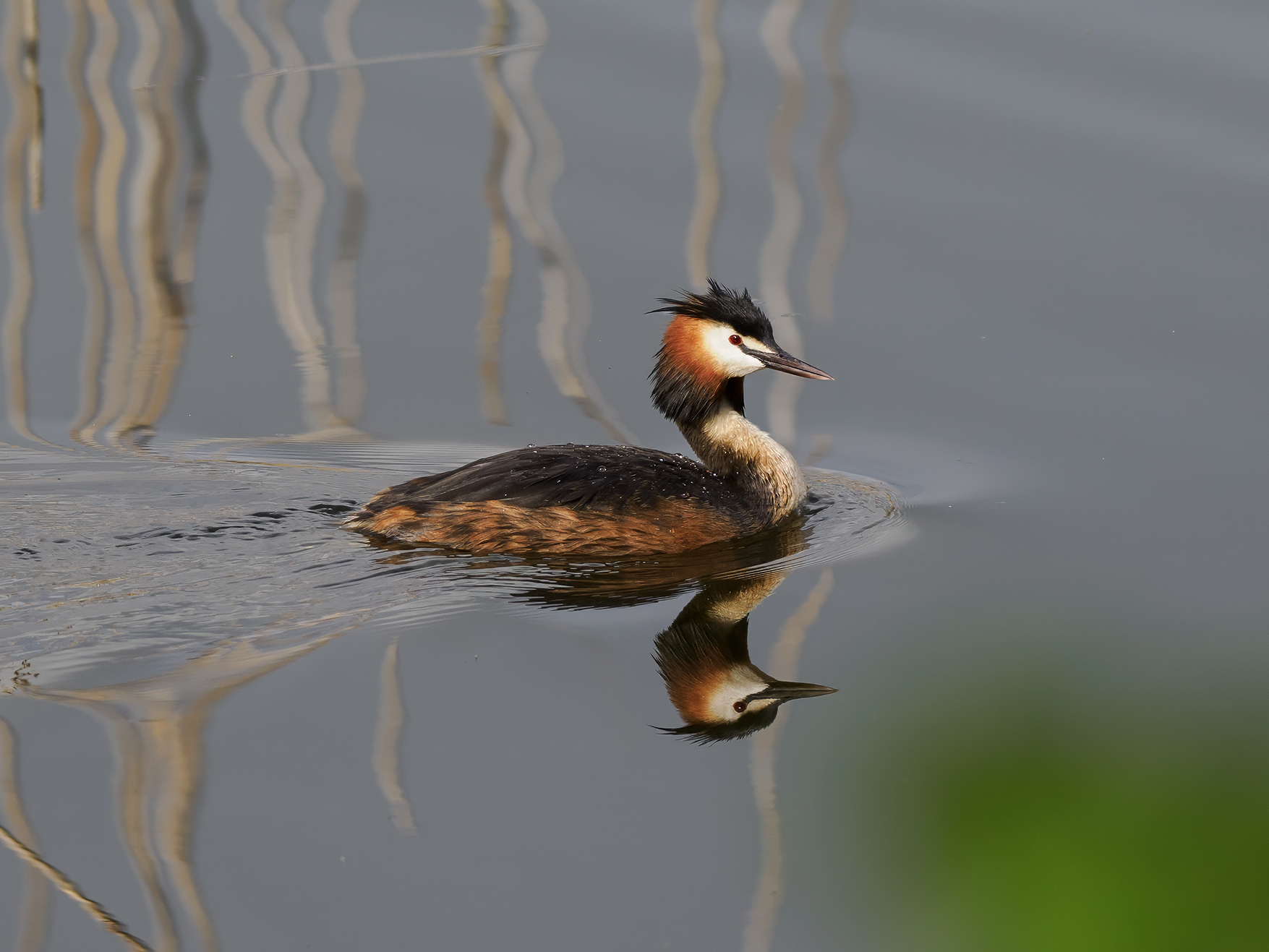 Grebe