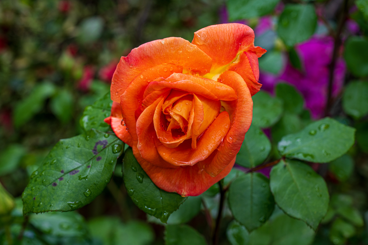 rosa