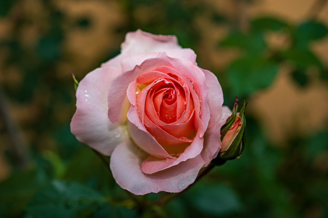 rosa