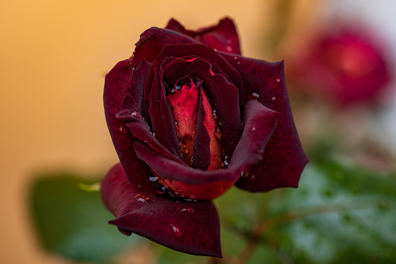 rosa