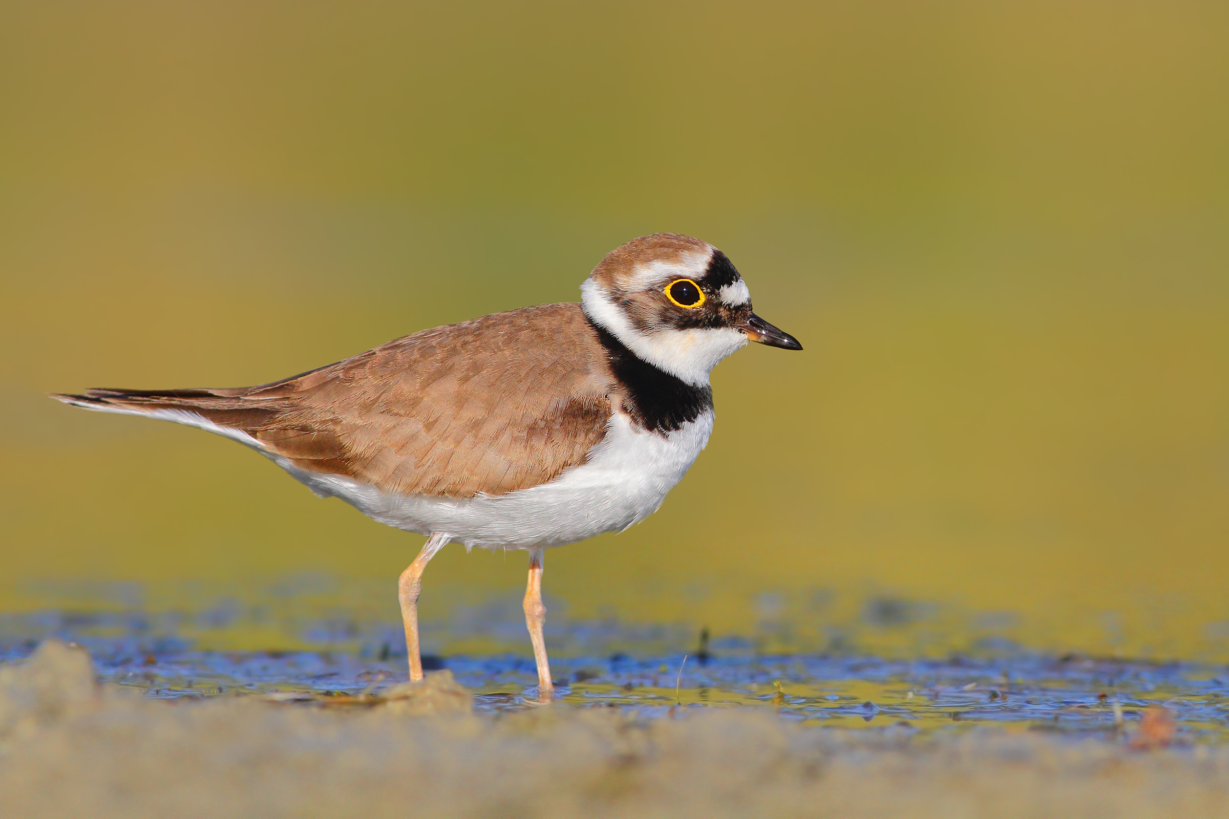 Little ringed plover
