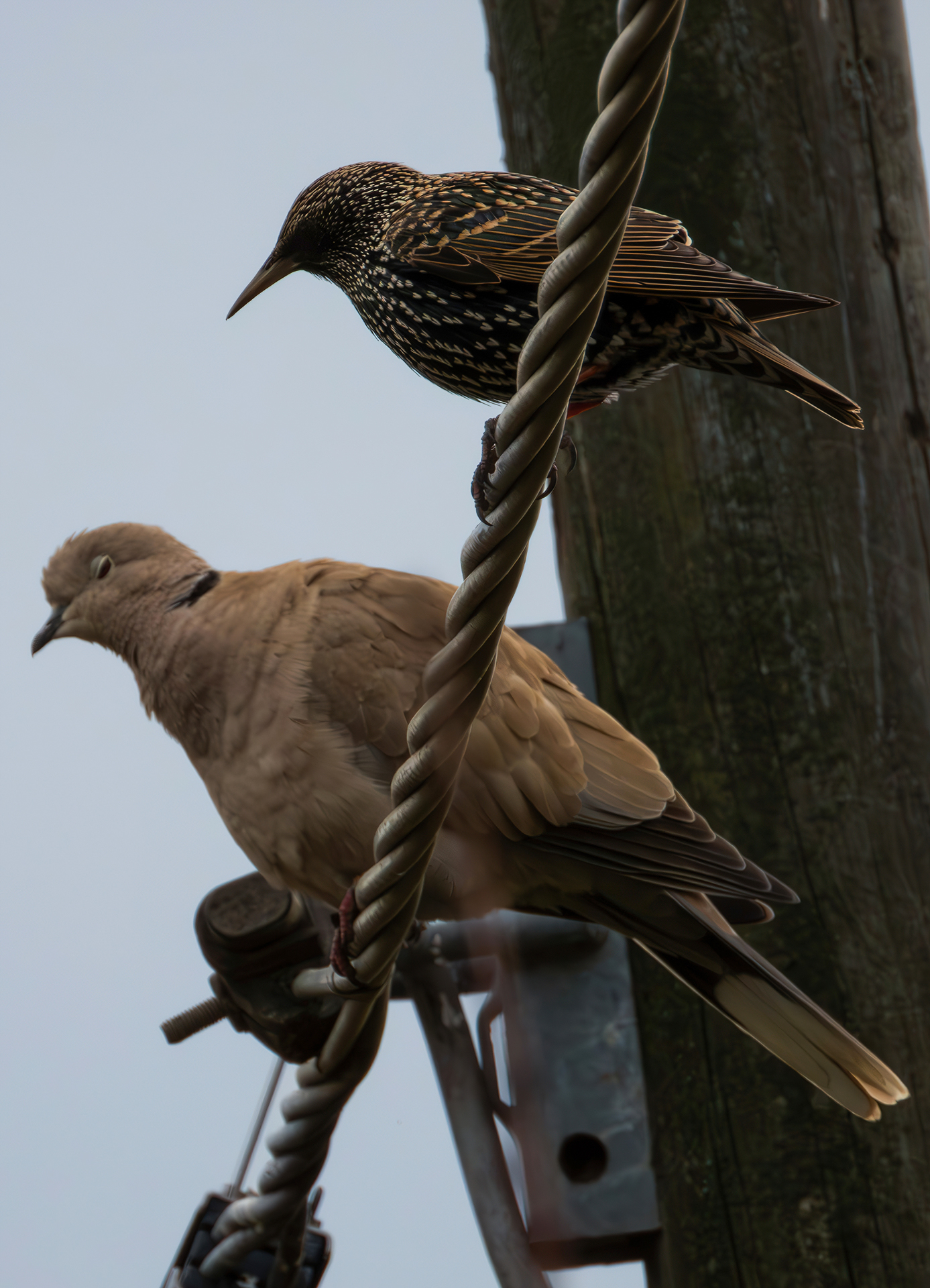 Starling and turtledove