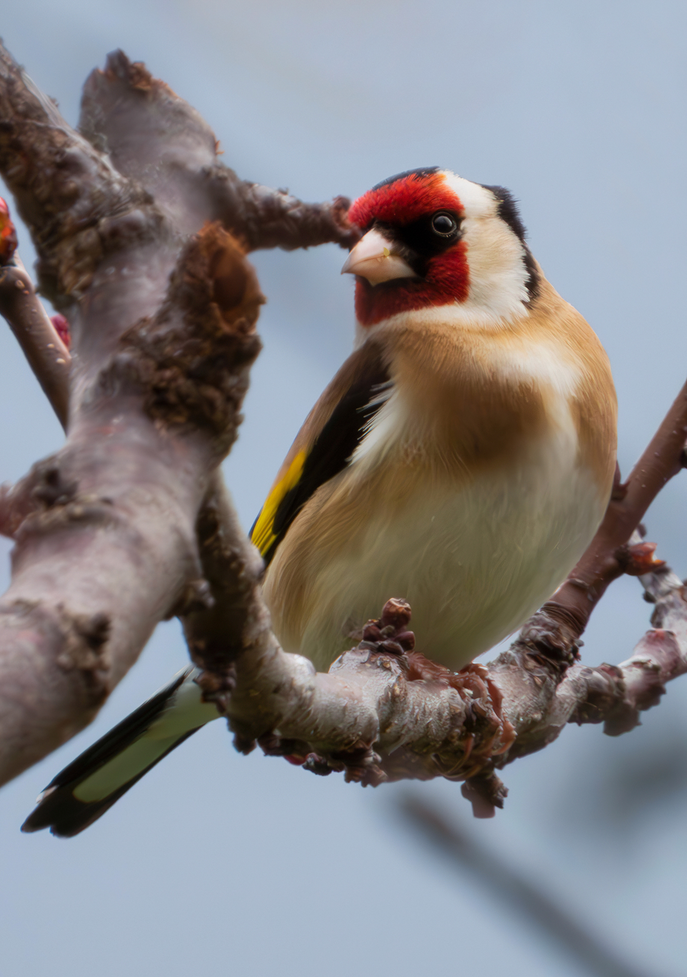Goldfinch