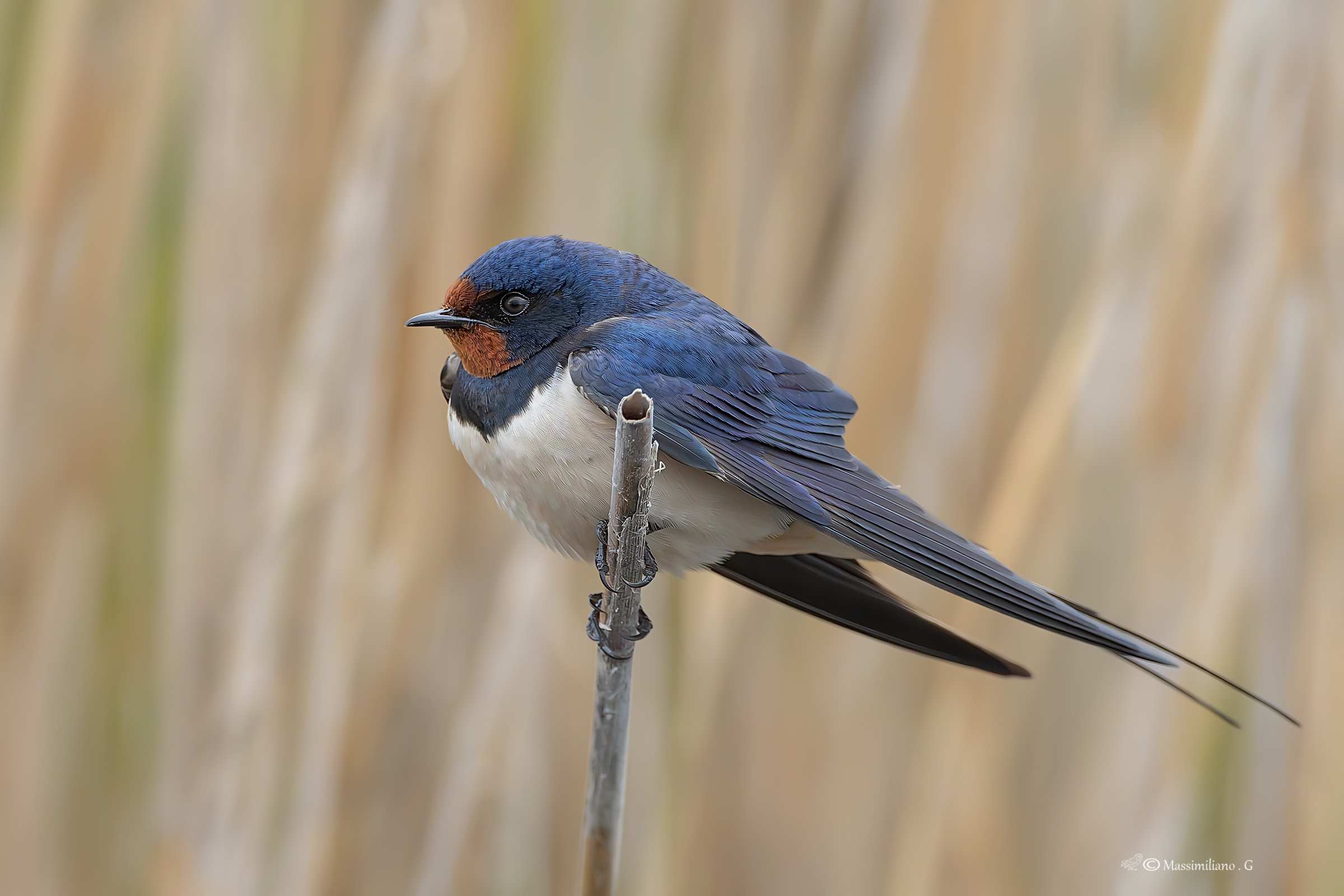 Swallow