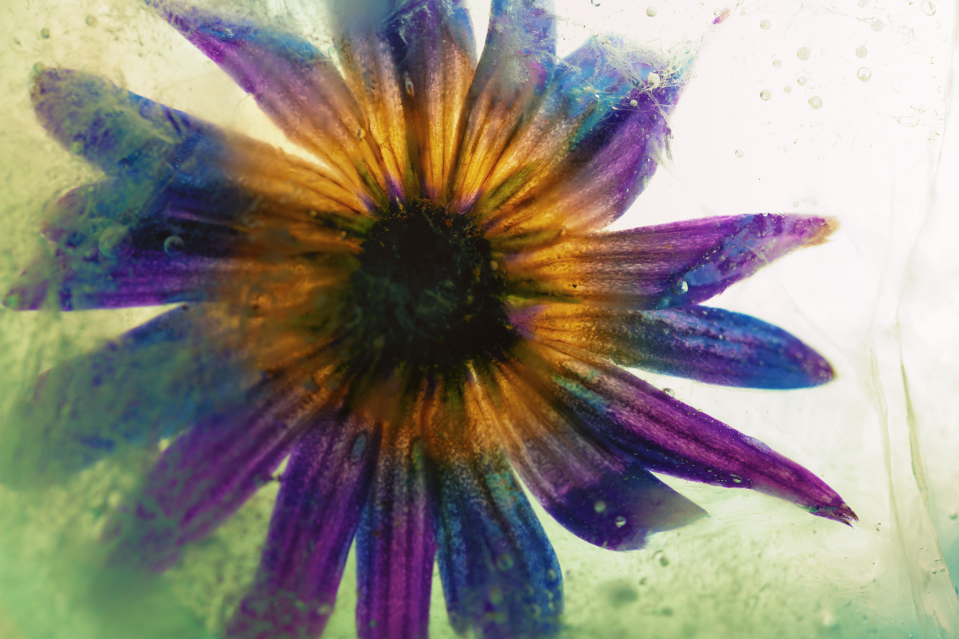 Flower in the Ice