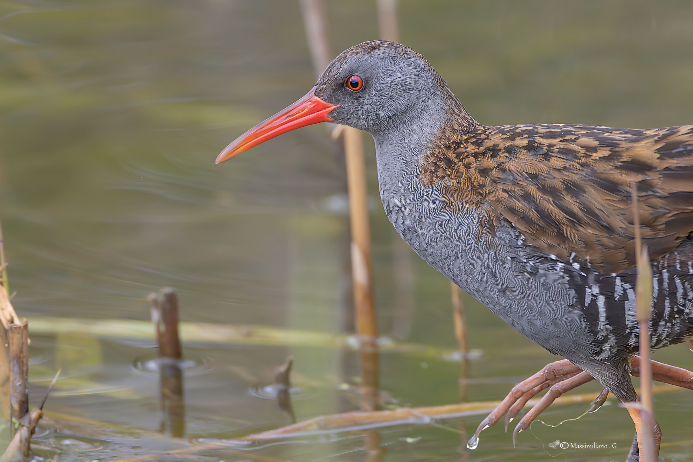 Water rail