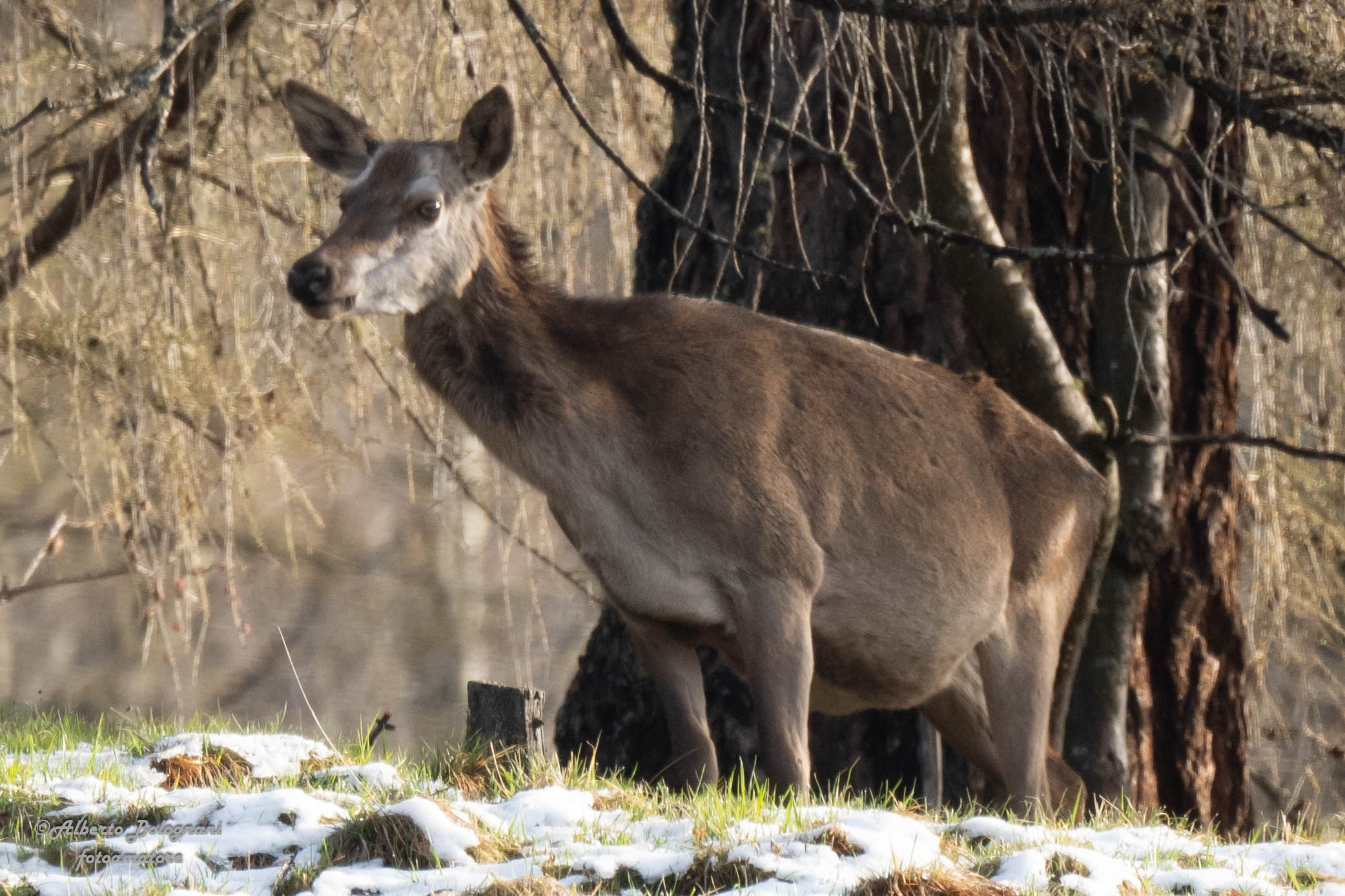 cerva in stato interessante