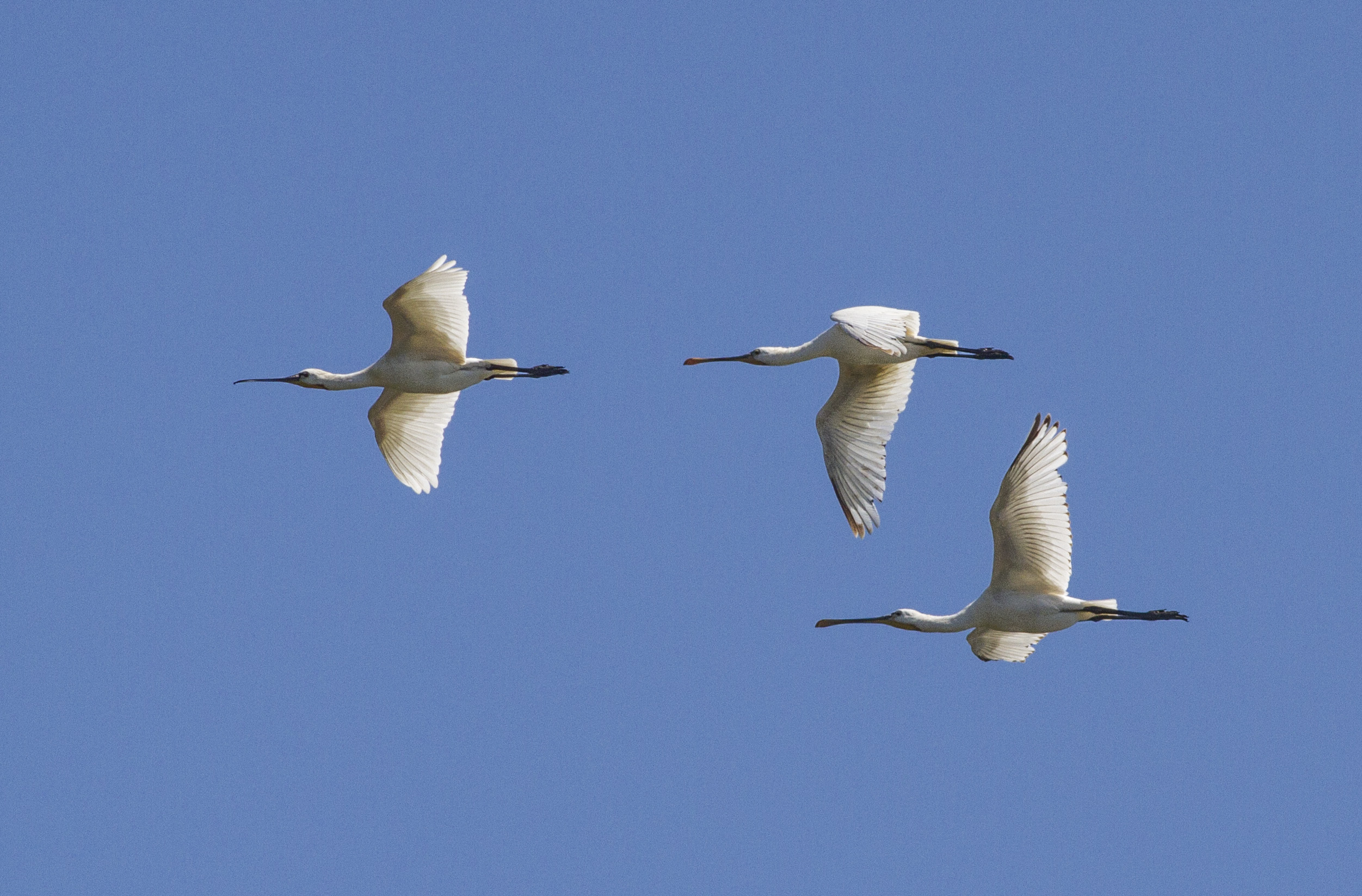 spoonbills in flight