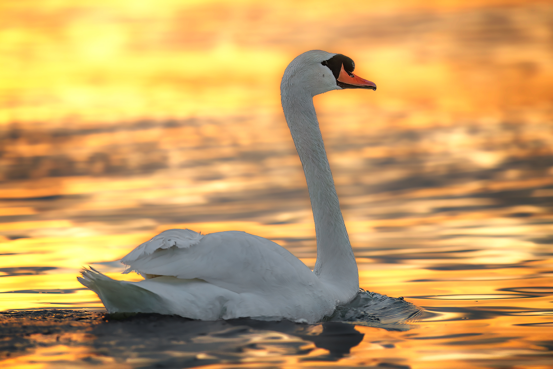 In the light of the sunset