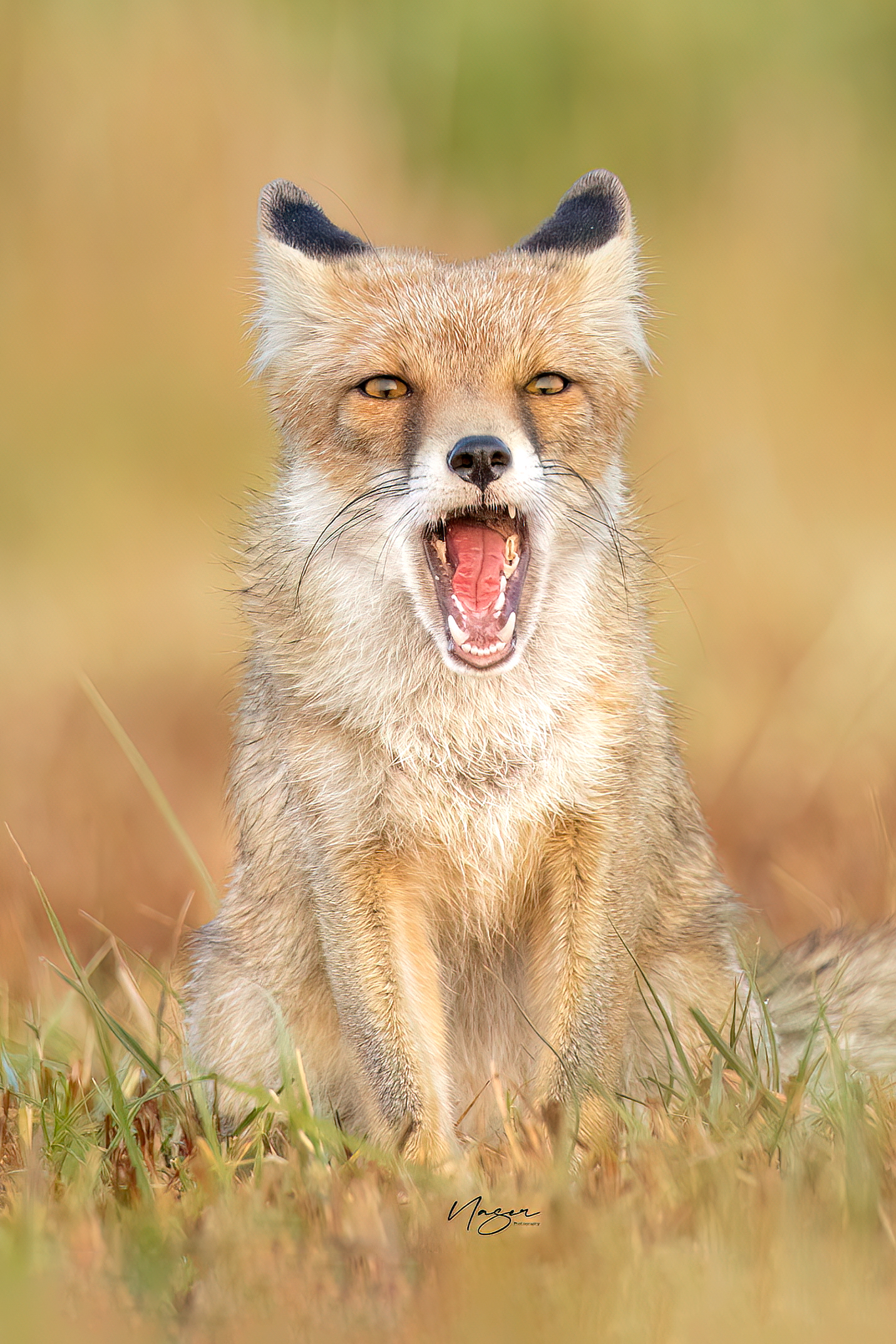 Fox