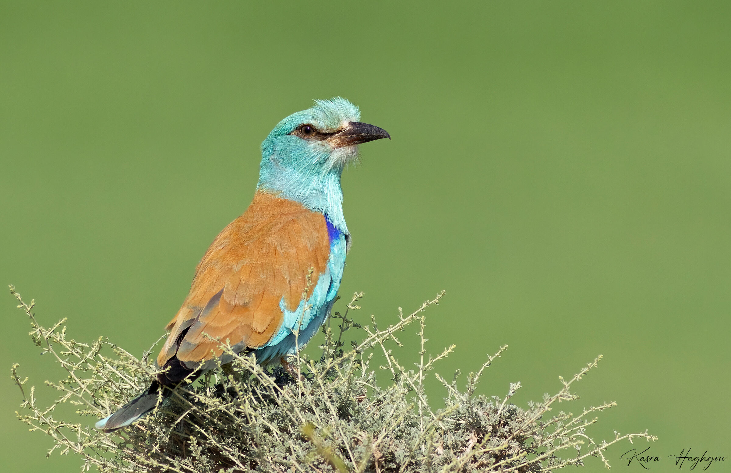European roller