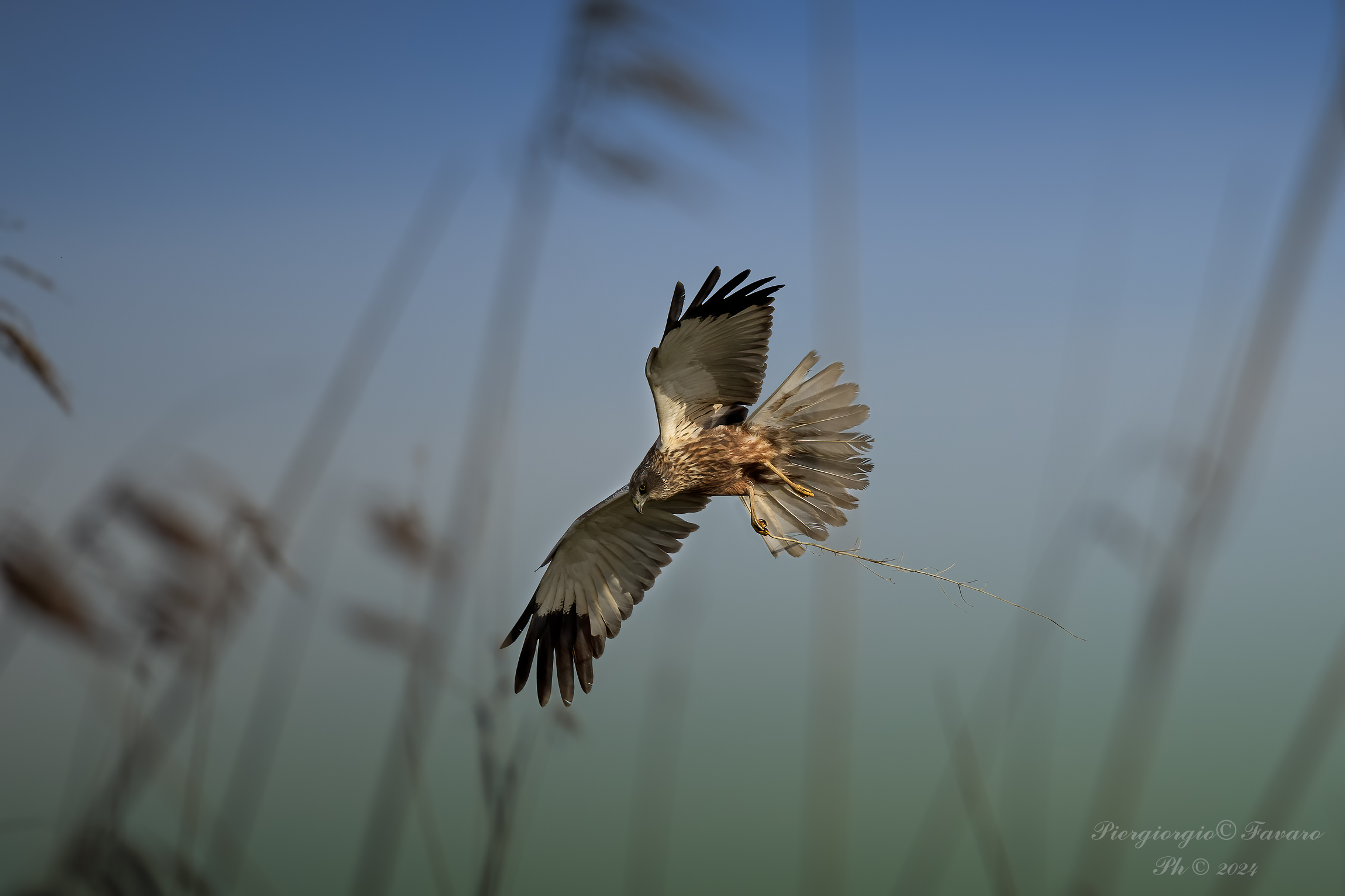 Marsh Harrier.
