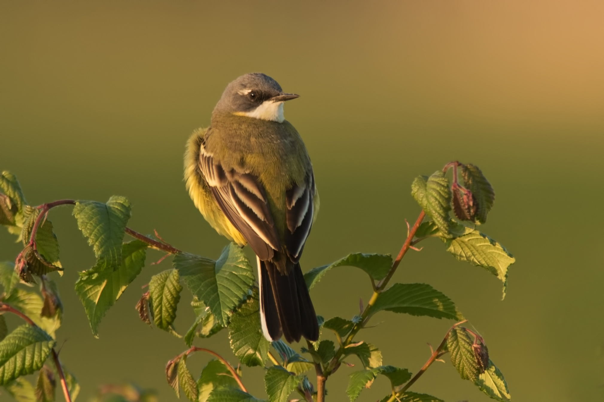 Cutrettola cinereocapilla