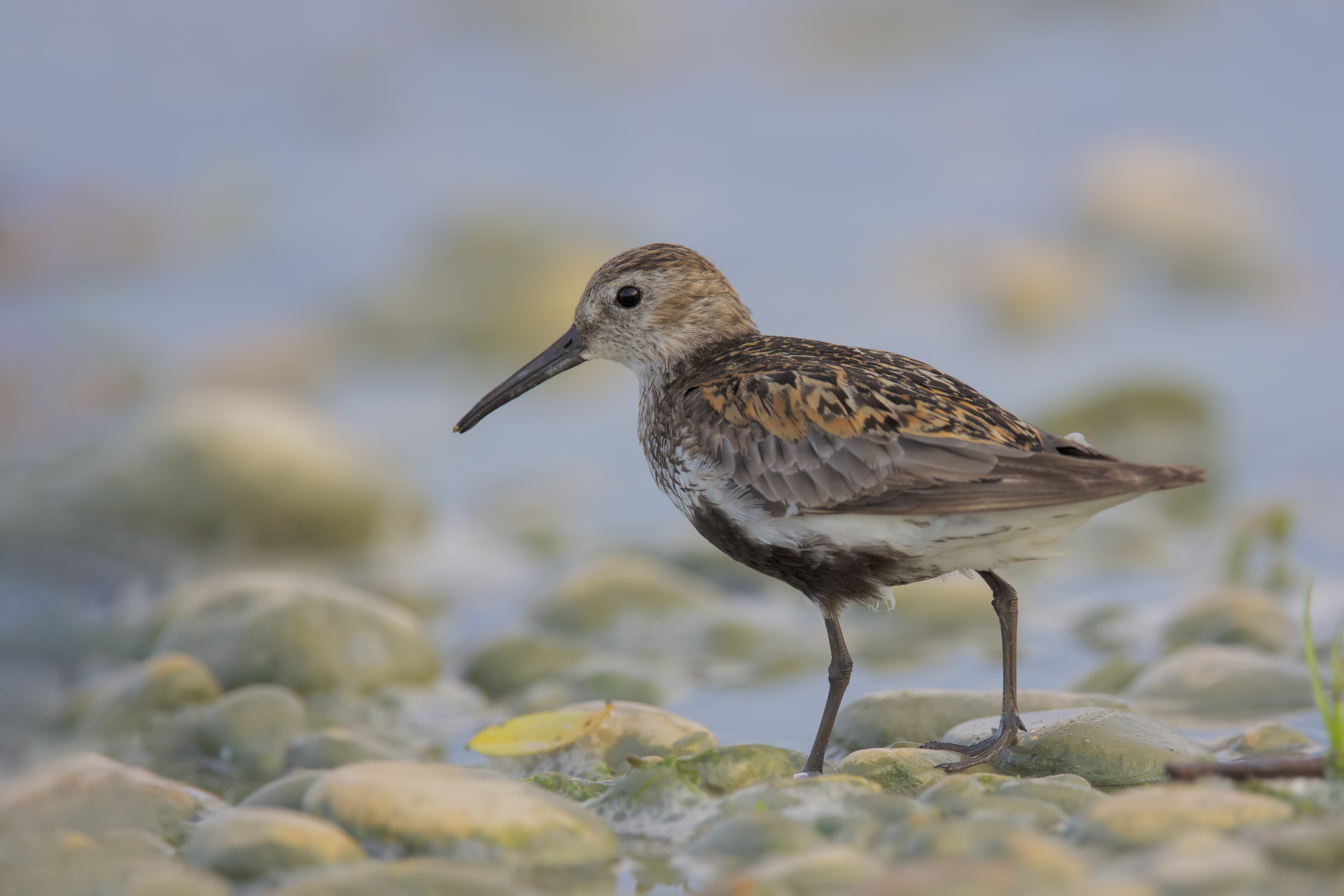 Piovanello pancianera