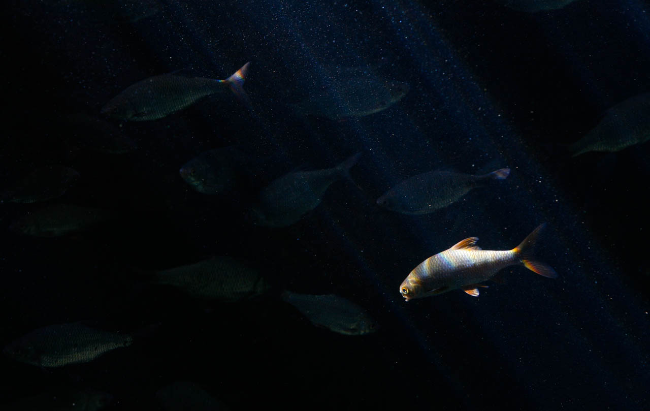 aquarium2
