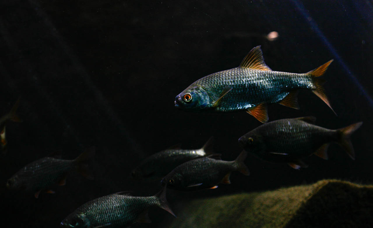 aquarium3