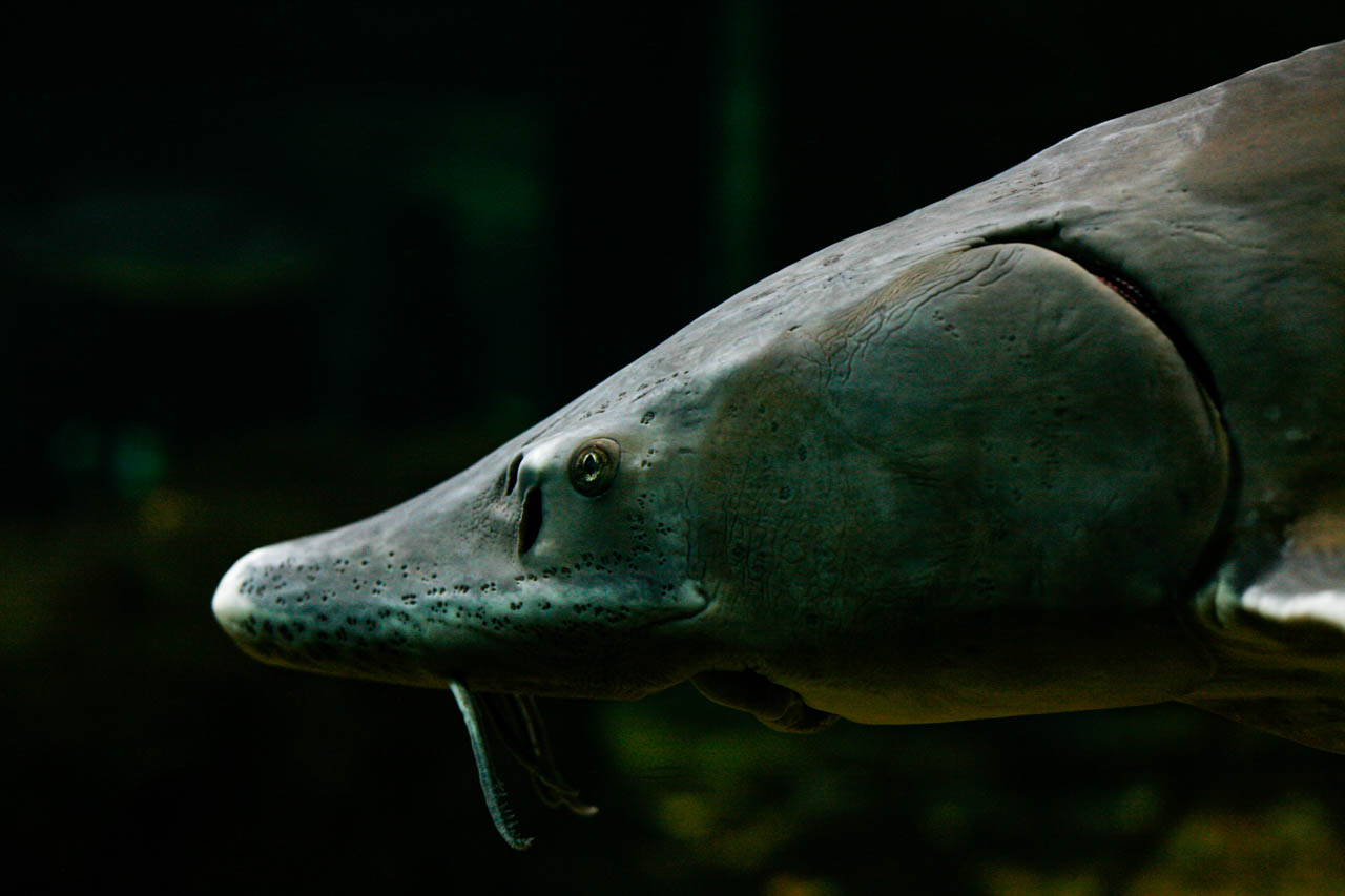 aquarium5
