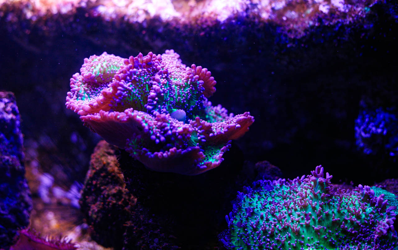 aquarium6