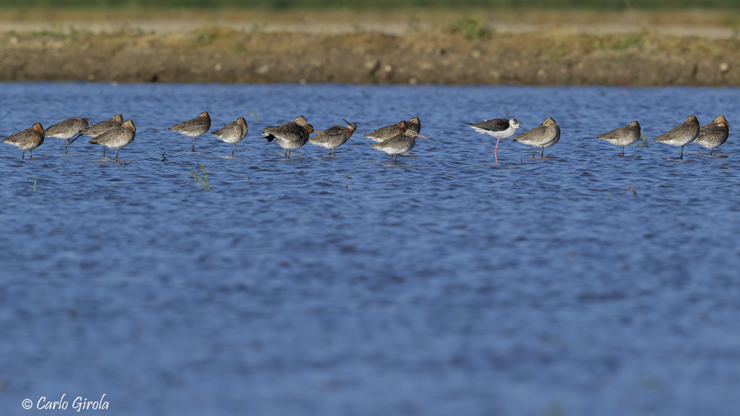 Pittime reale (Limosa limosa)