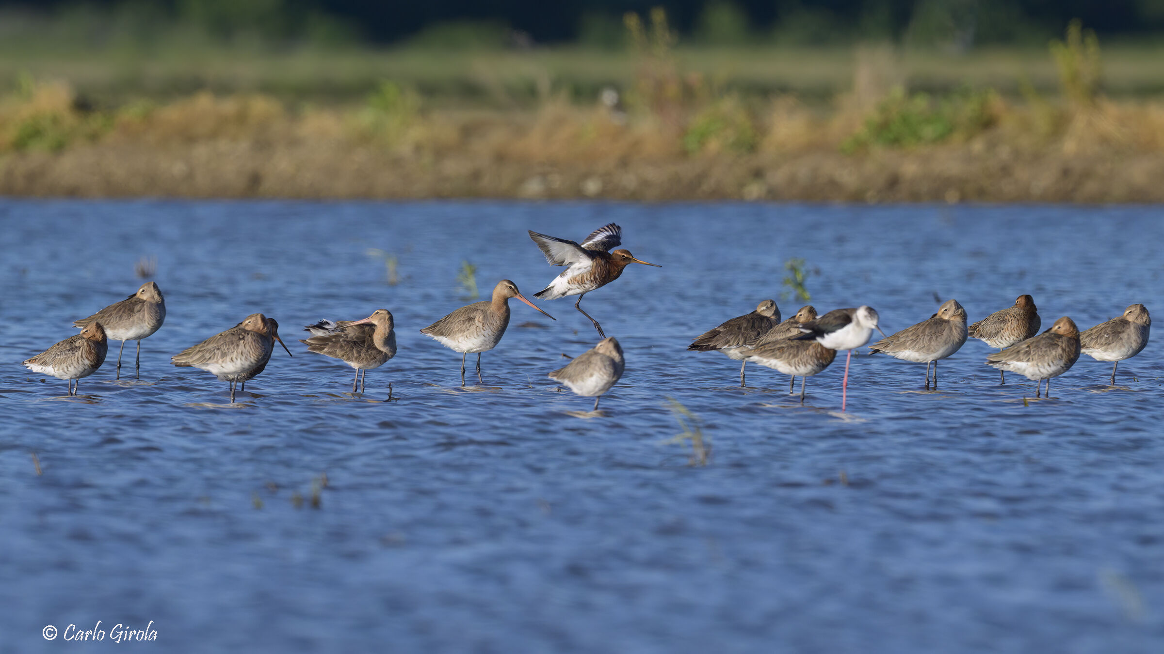 Pittime reale (Limosa limosa)