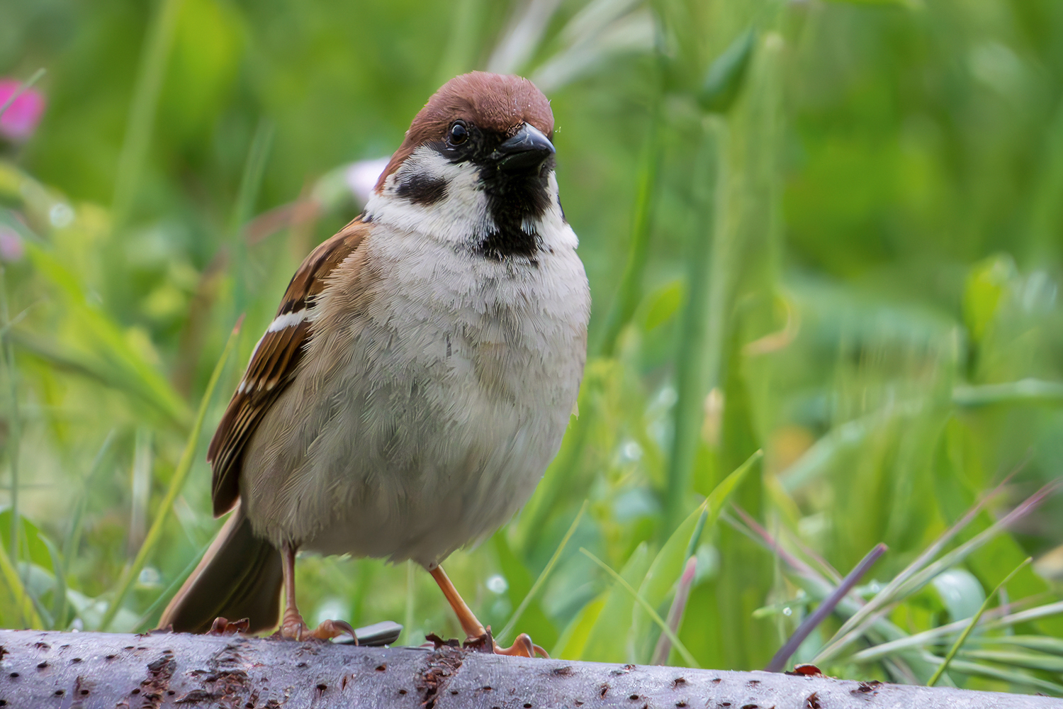 Mattugio Sparrow