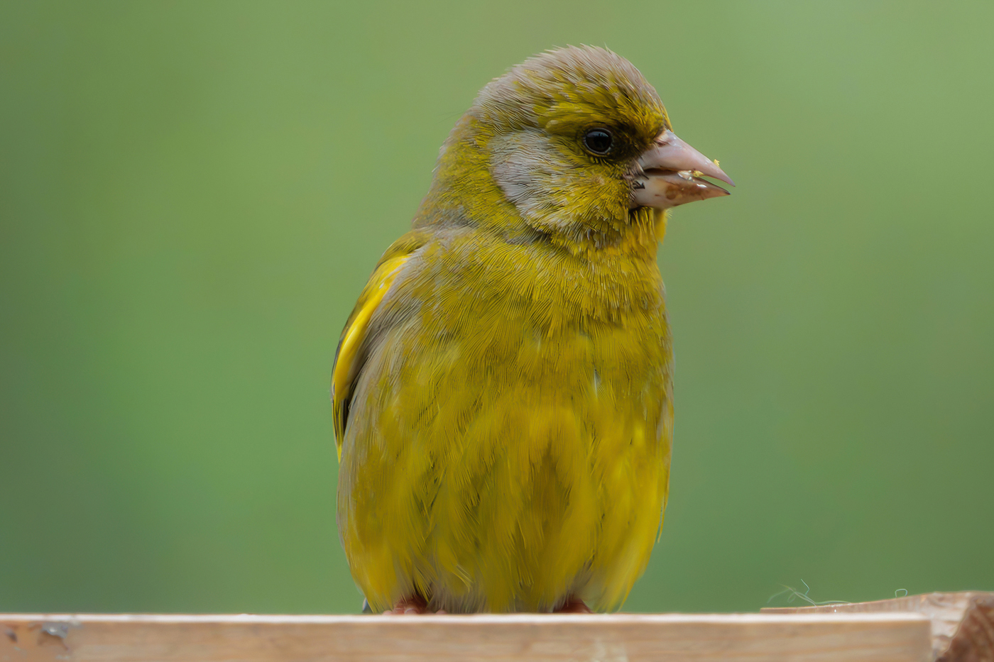 Greenfinch