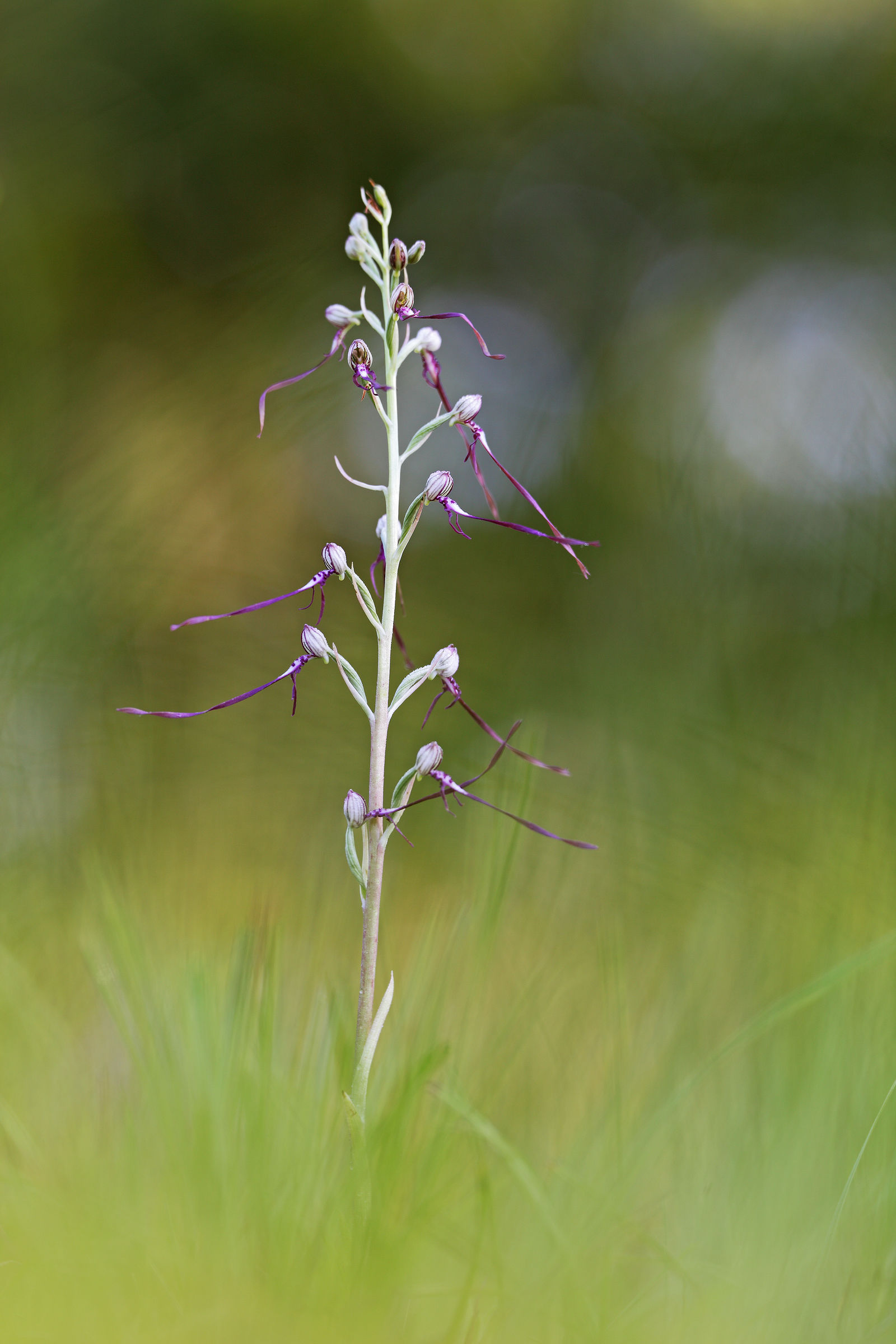 Himantoglossum adriaticum