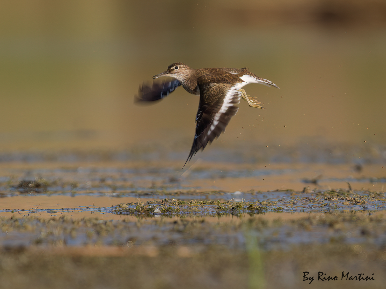 Piro Piro Piccolo in volo radente