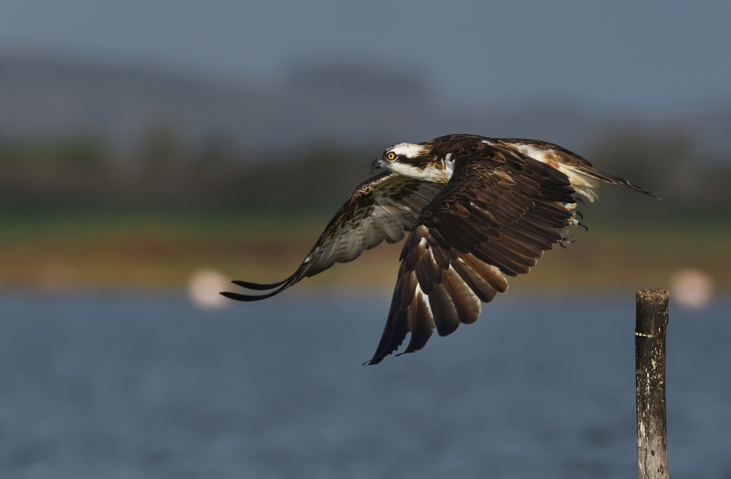 Goodby my friend , goodby ...