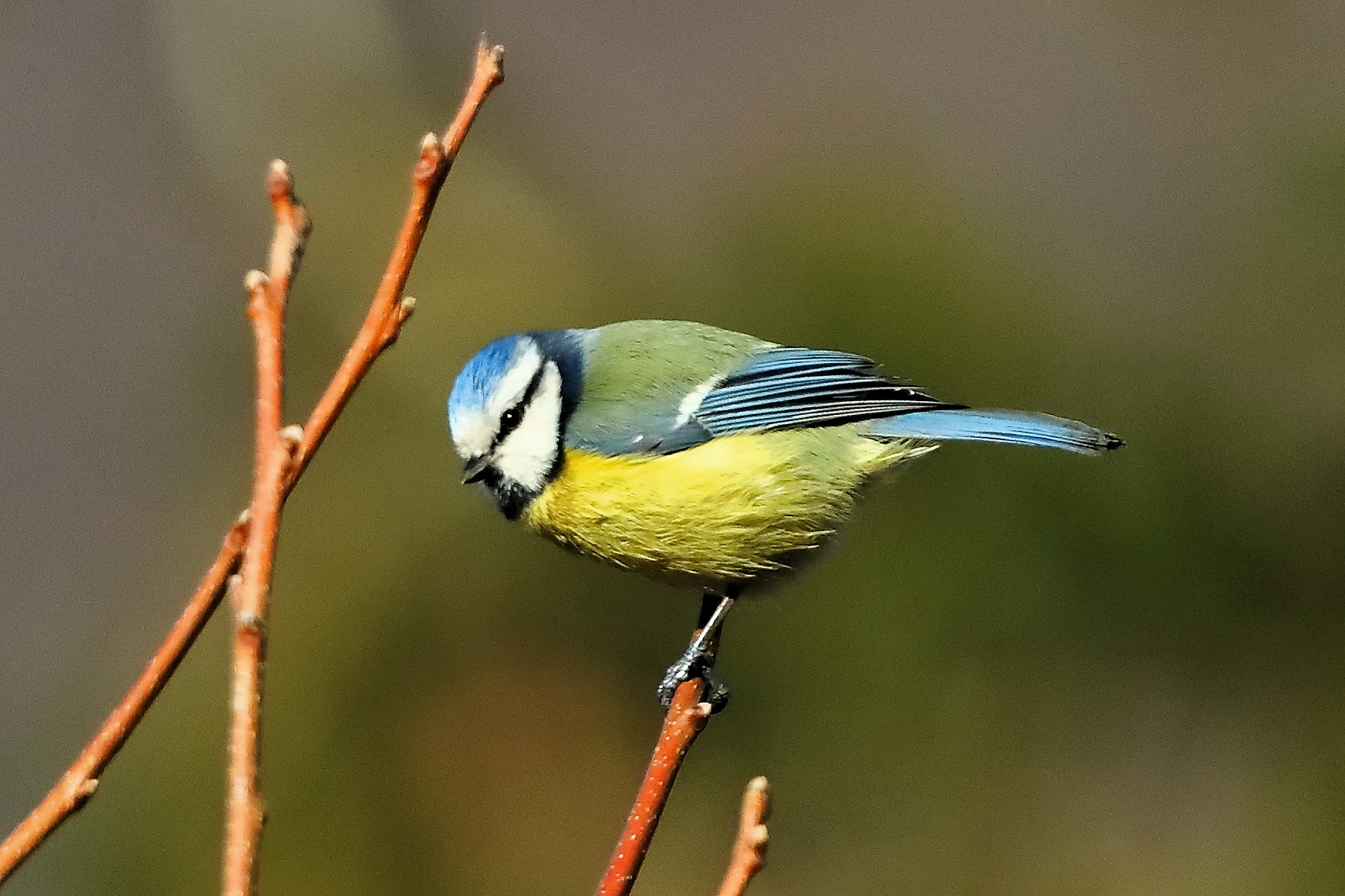 Cinciarella 05 February 2024 - 0066