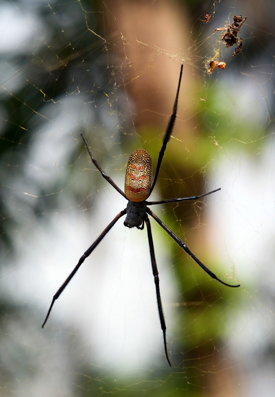 African Spider