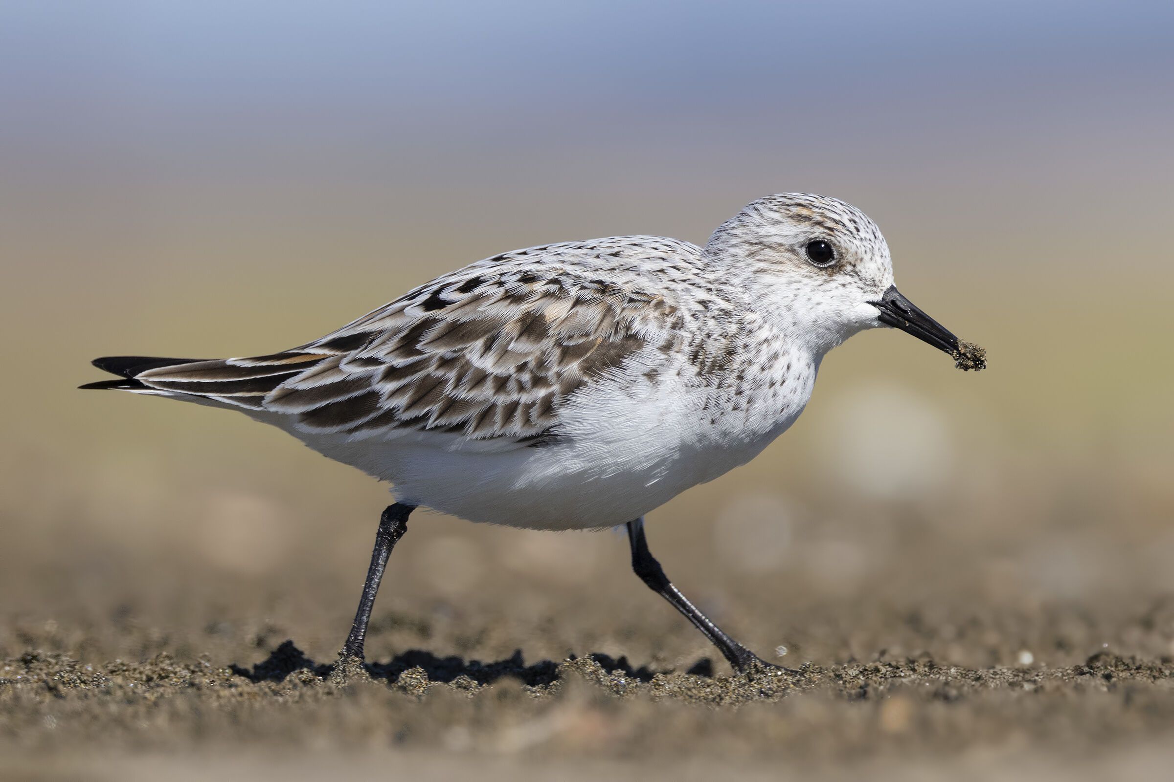Three-toed sandpiper