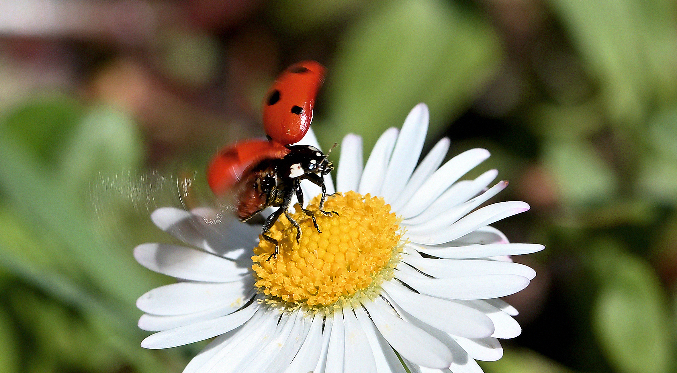 "Coccinella "
