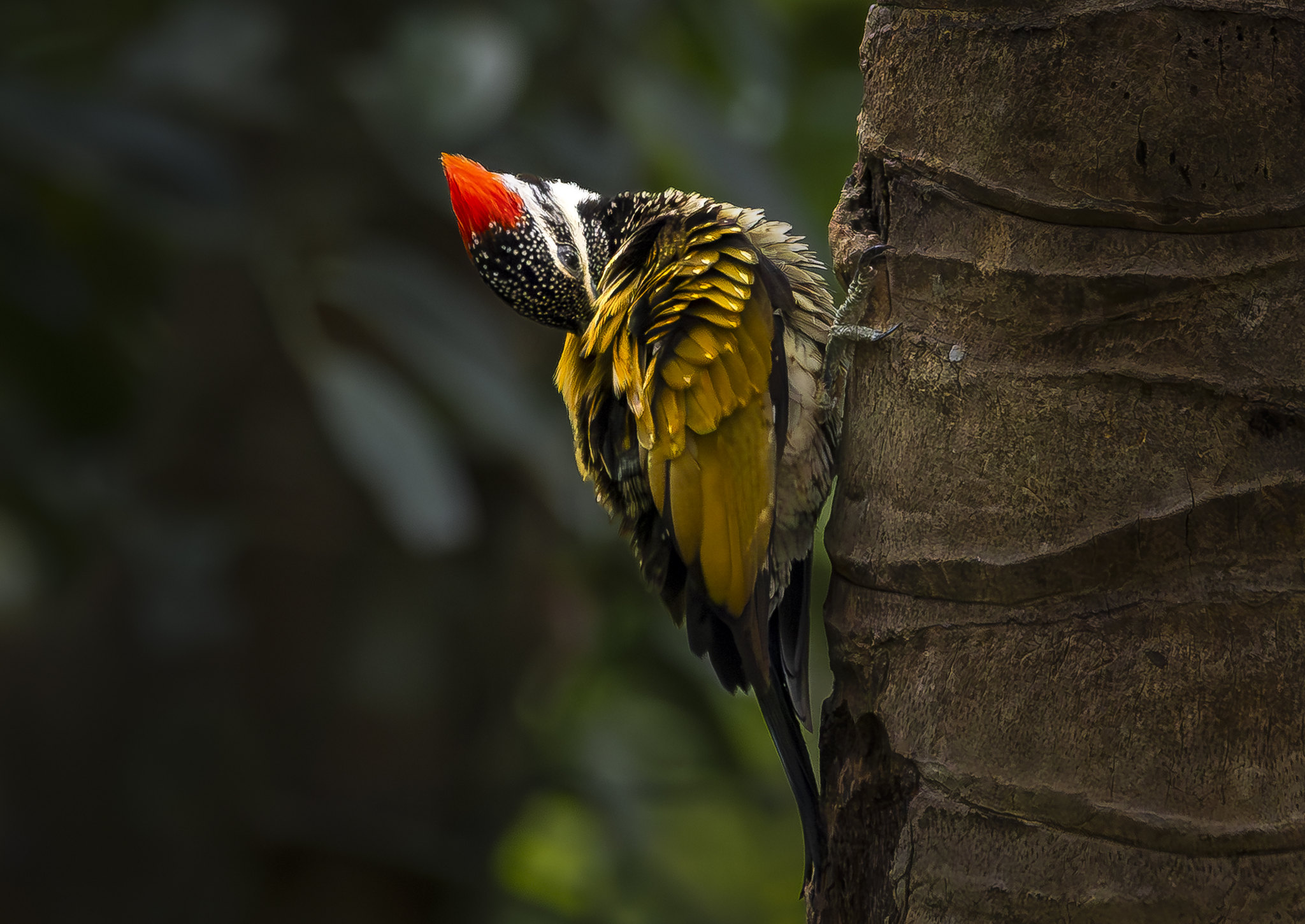 the common flameback woodpecker