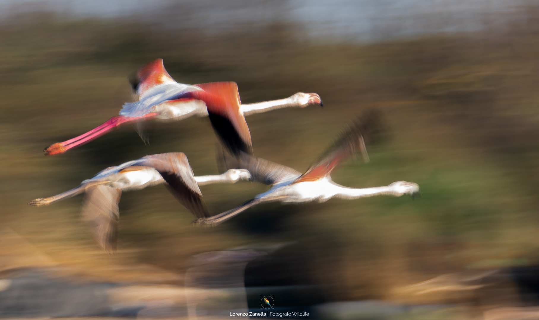 Fenicotteri Rosa Panning