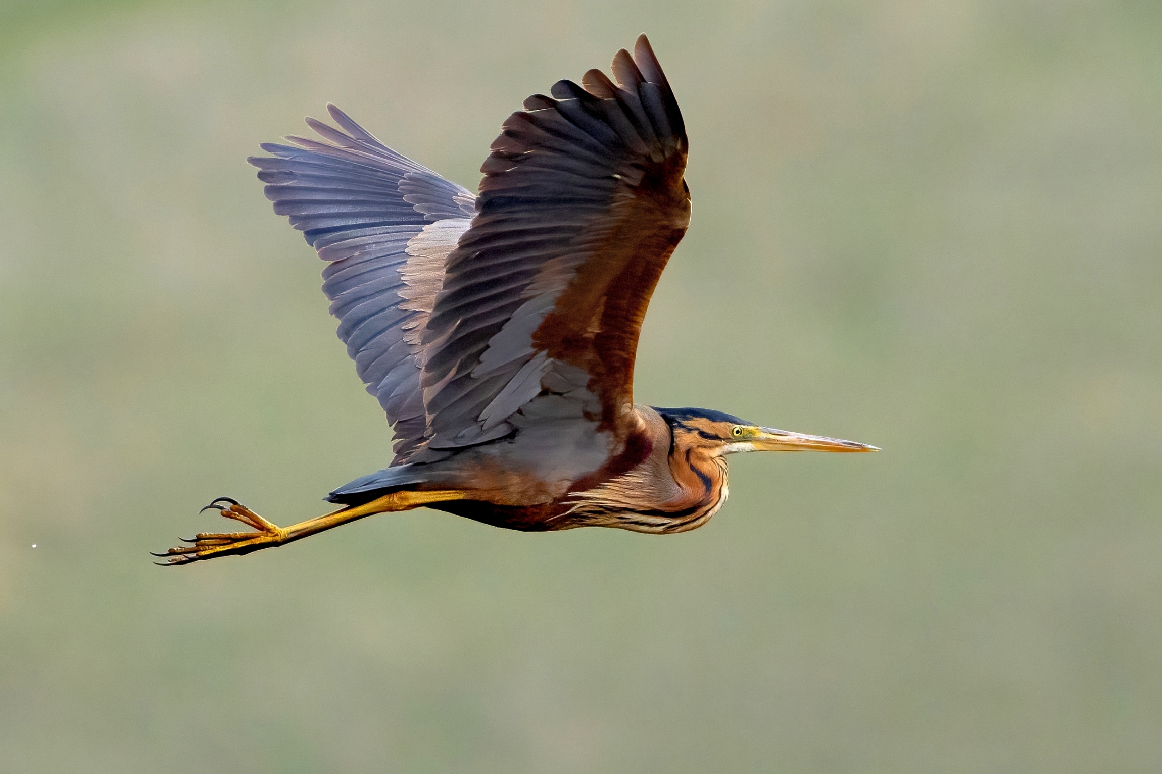 Purple Heron (Ardea purpurea)