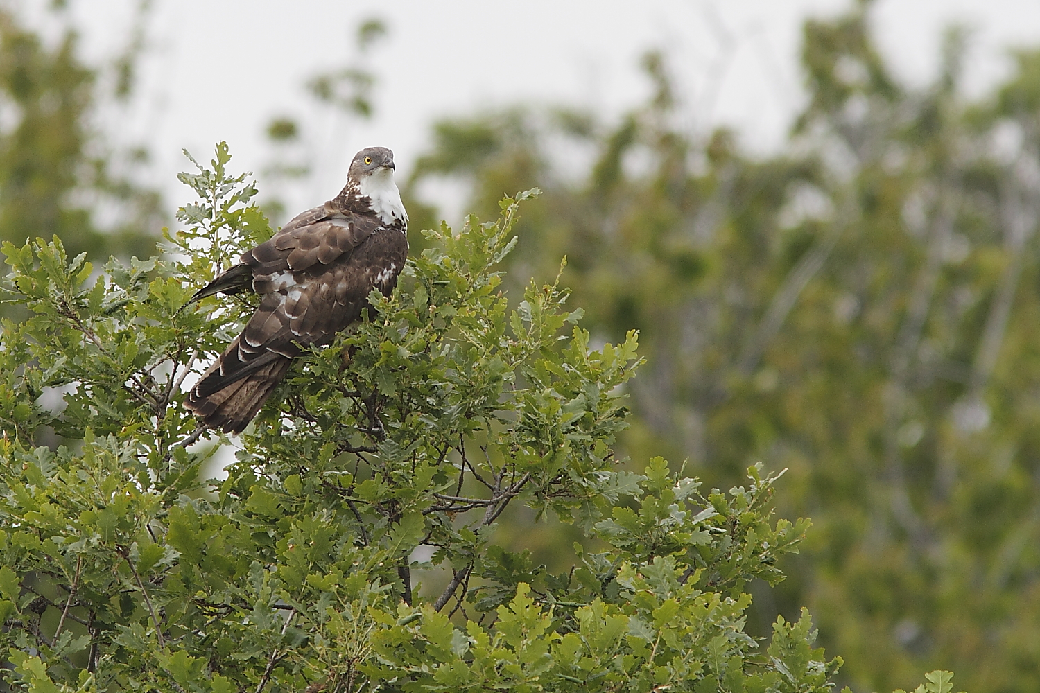 Buzzard