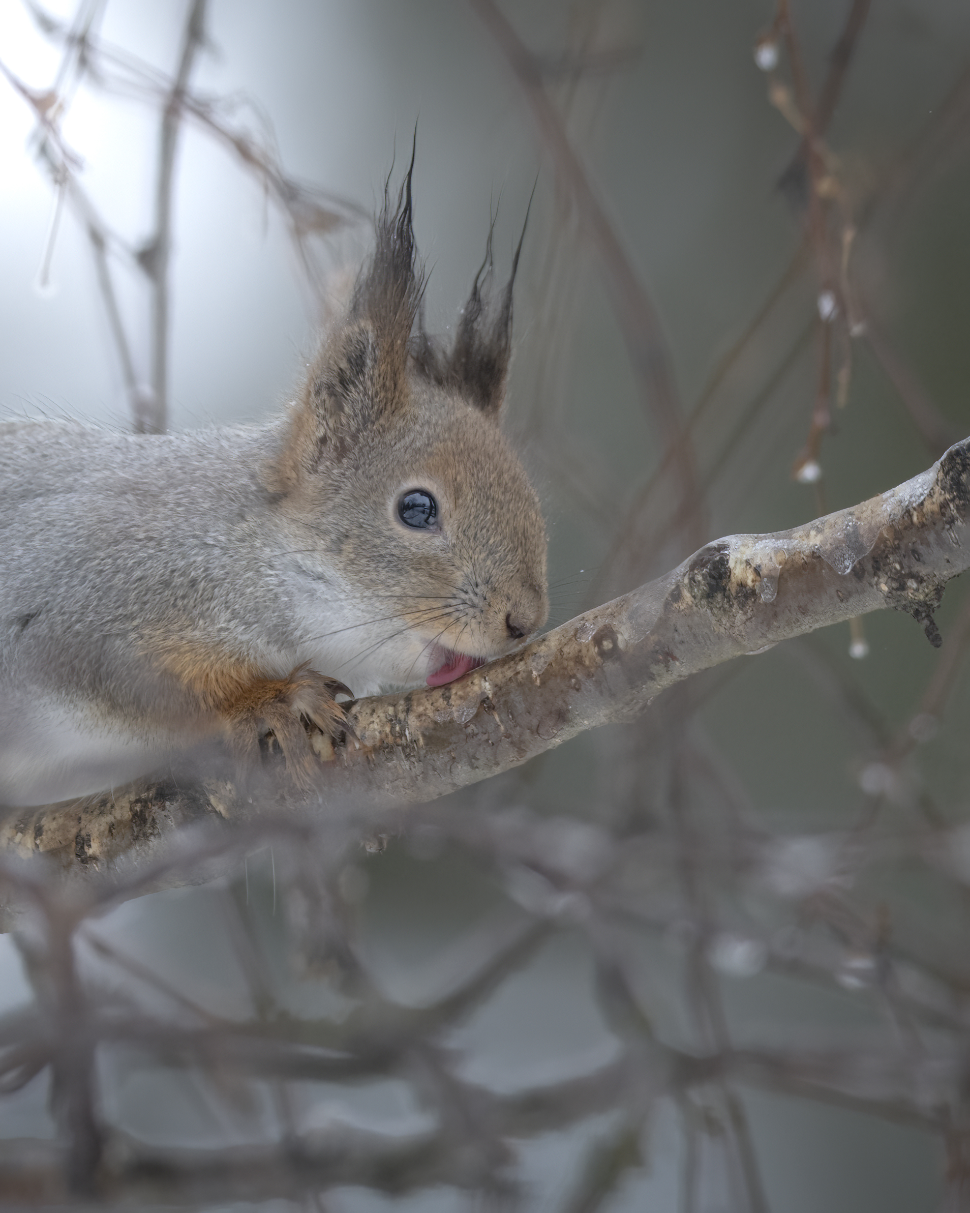scoiattolo finlandese