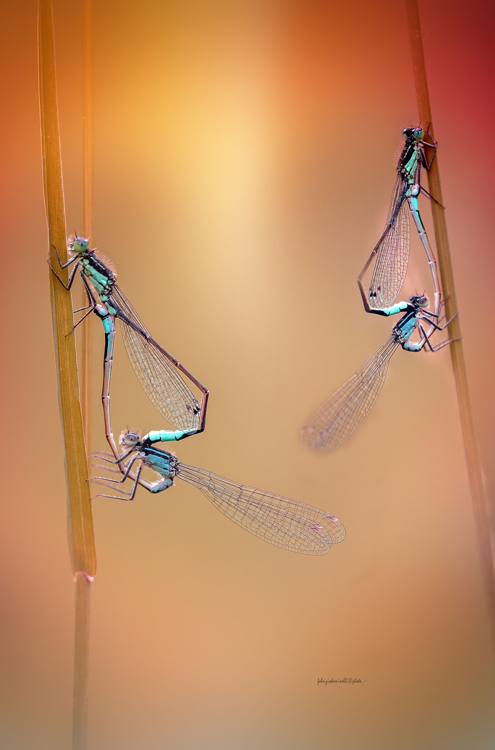 Ischnura elegans - mating