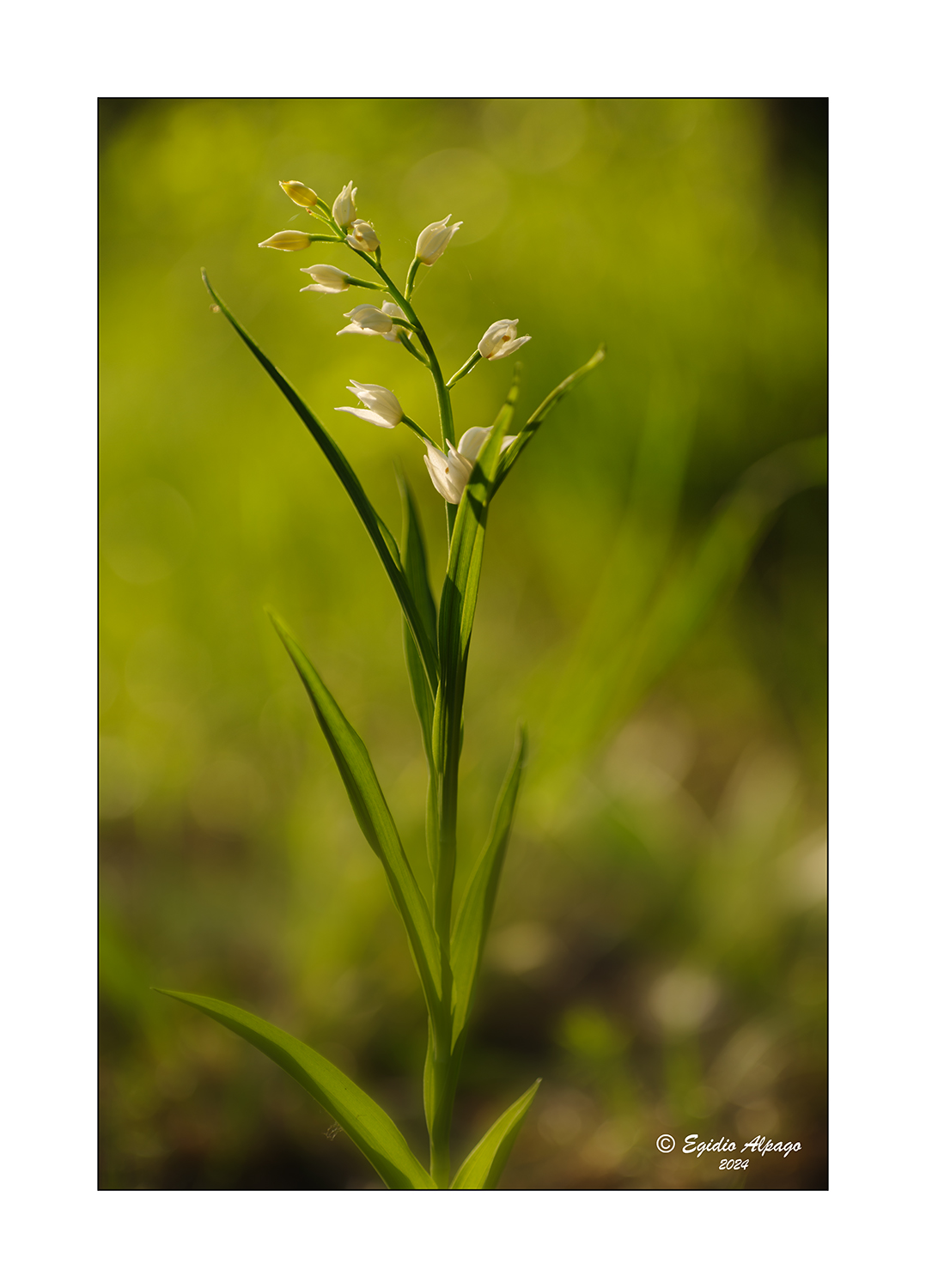 Cephalanthera Longifoglia