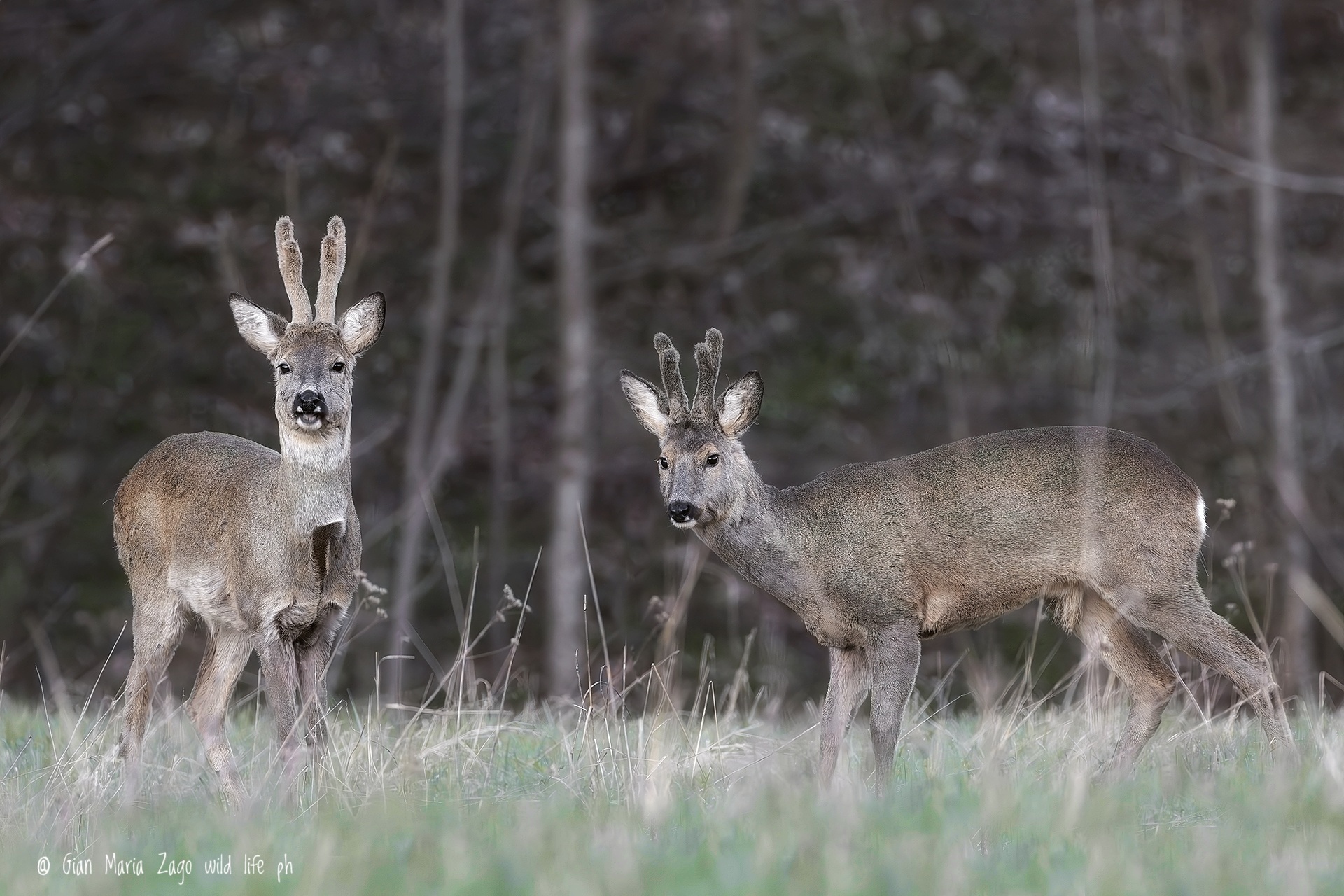 Friends but rivals in love