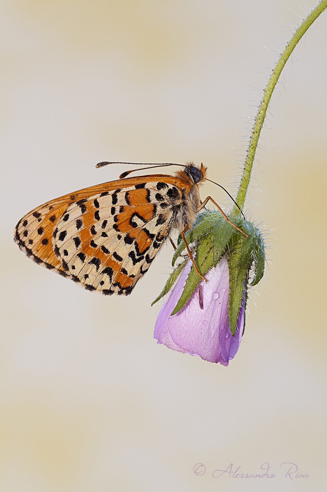 Melitaea didyma