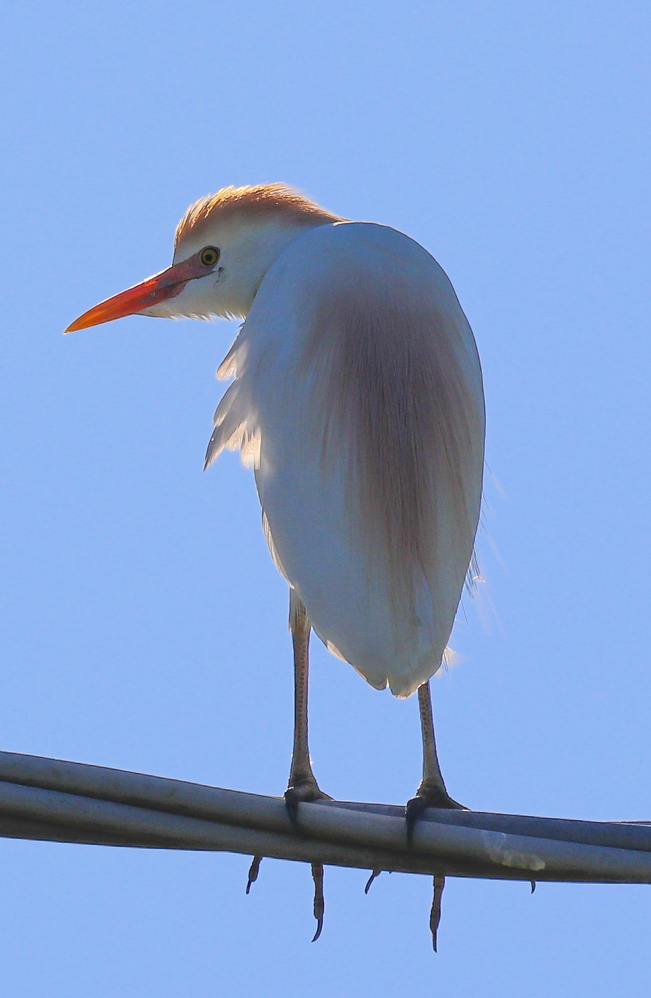 Cattle egret