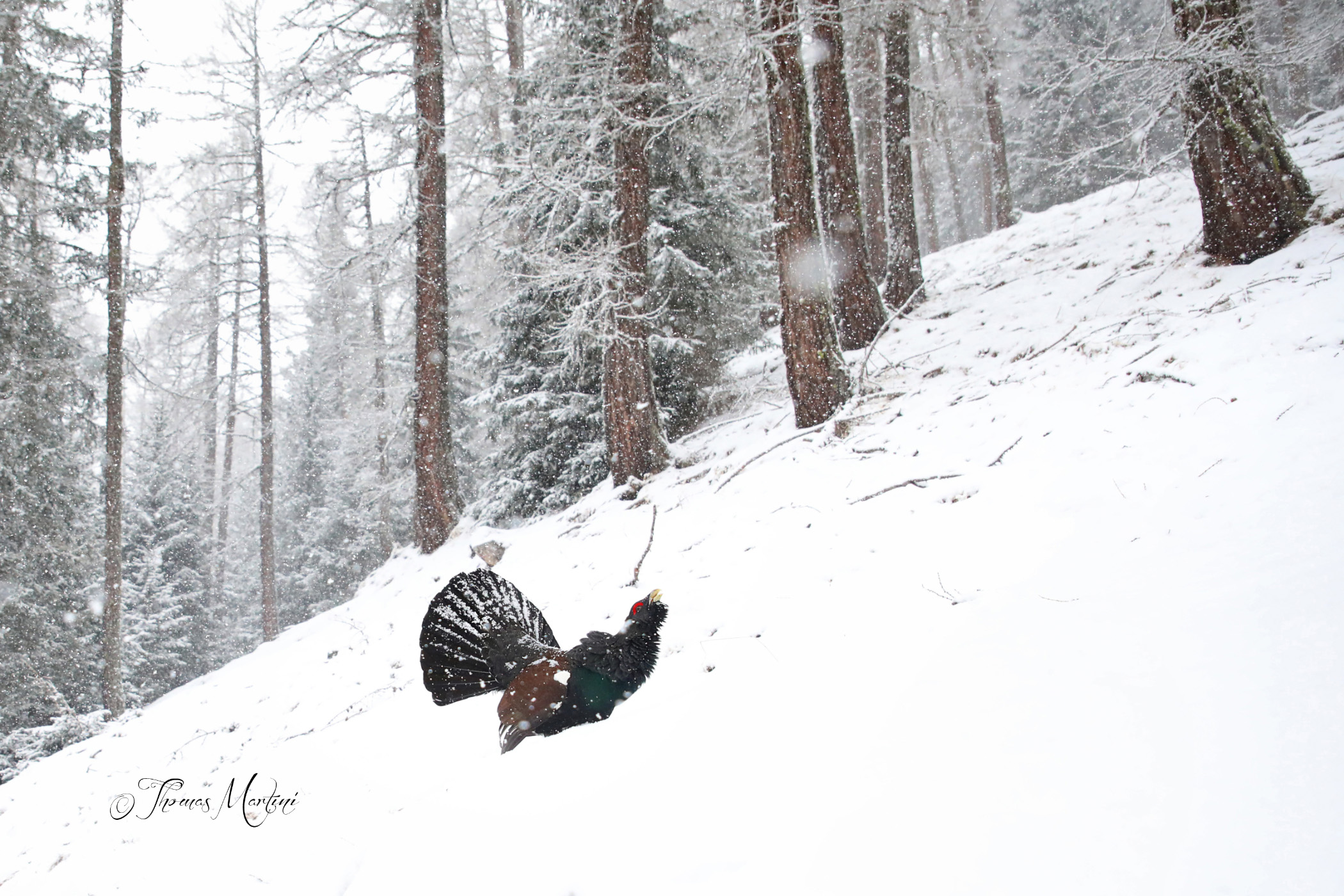 Primavera o inverno?
