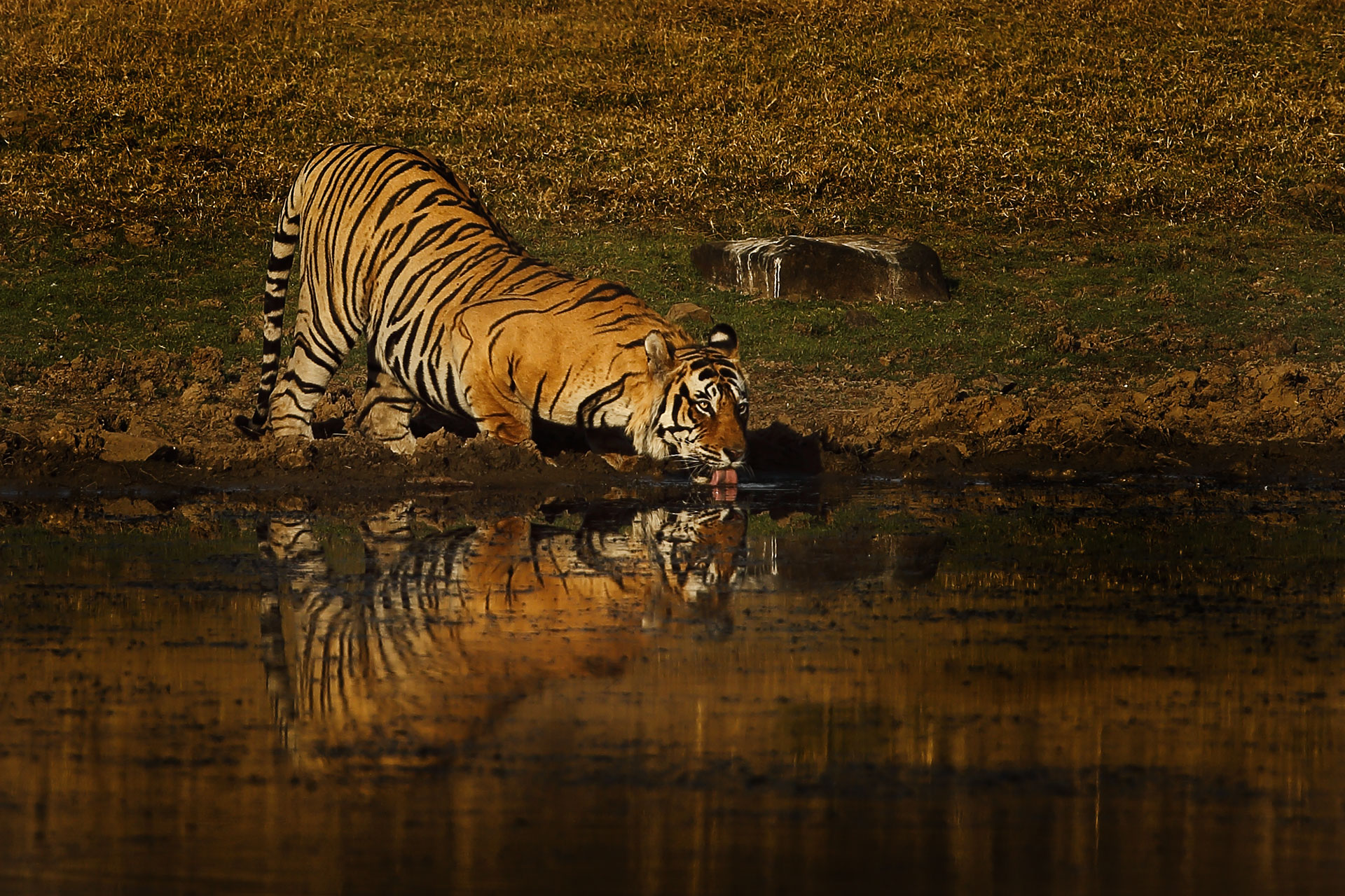 Ranthambore N.P.
