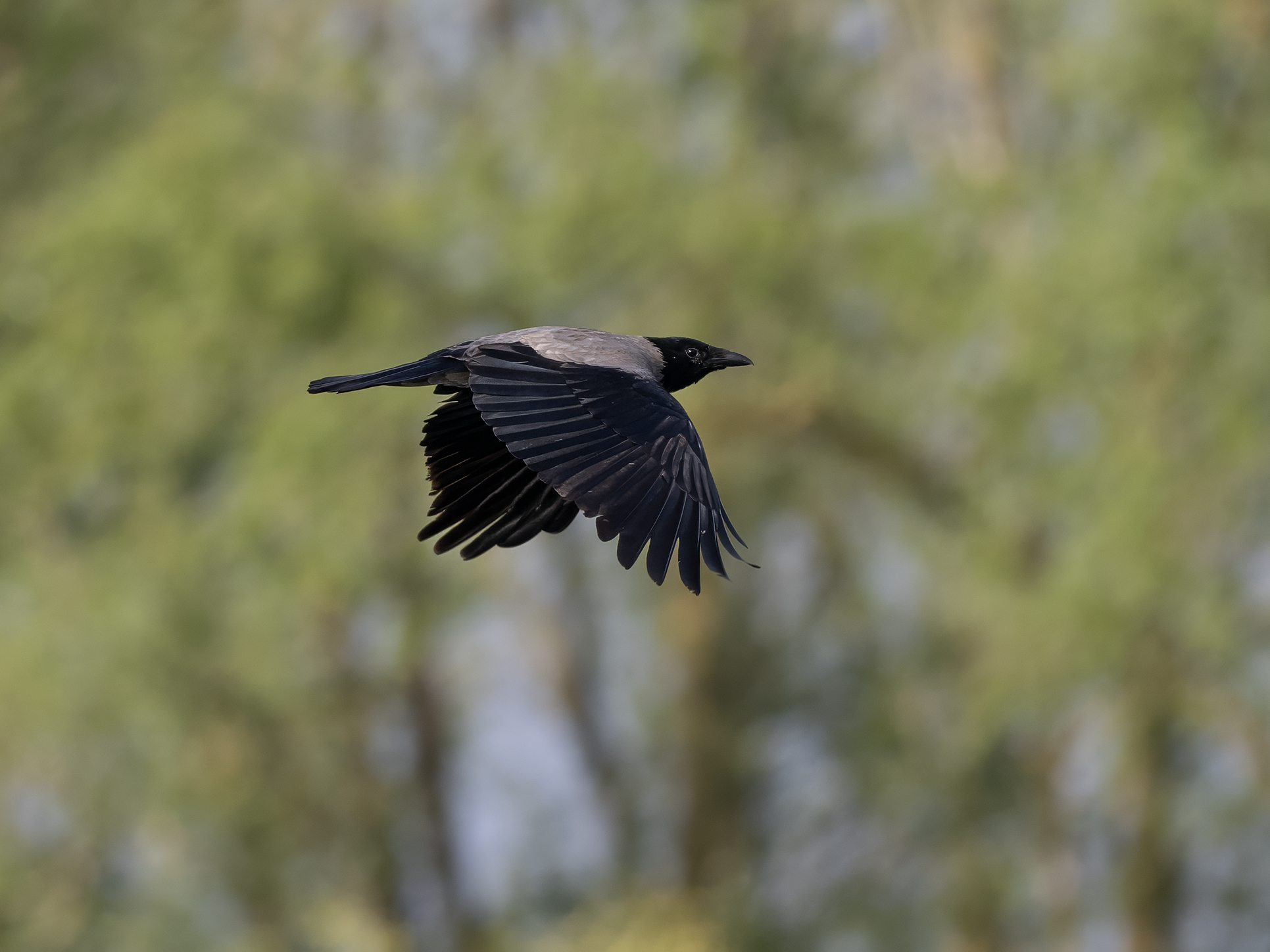 Corvus cornix