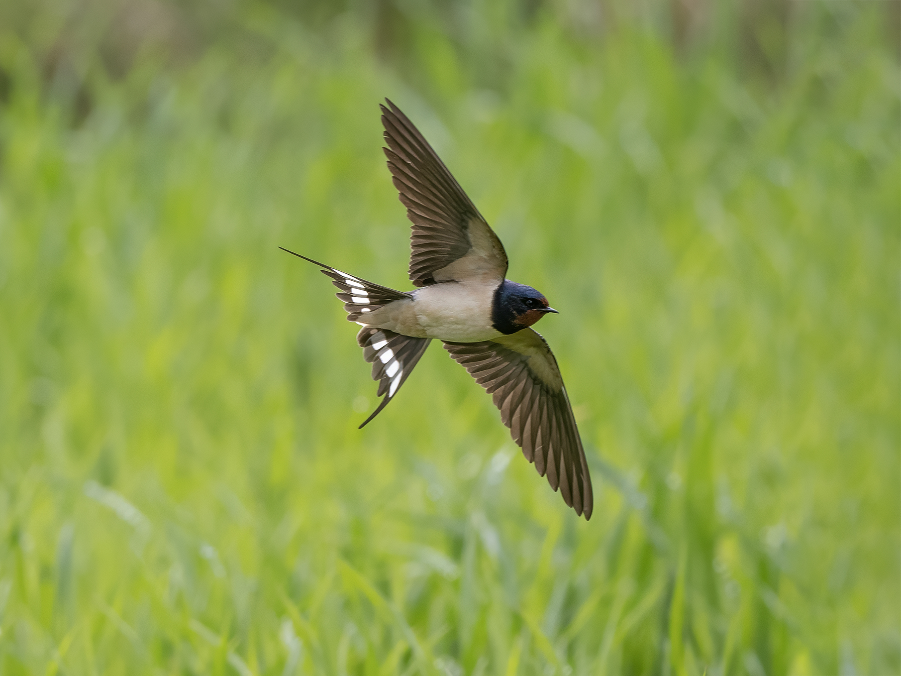 Barn swallow