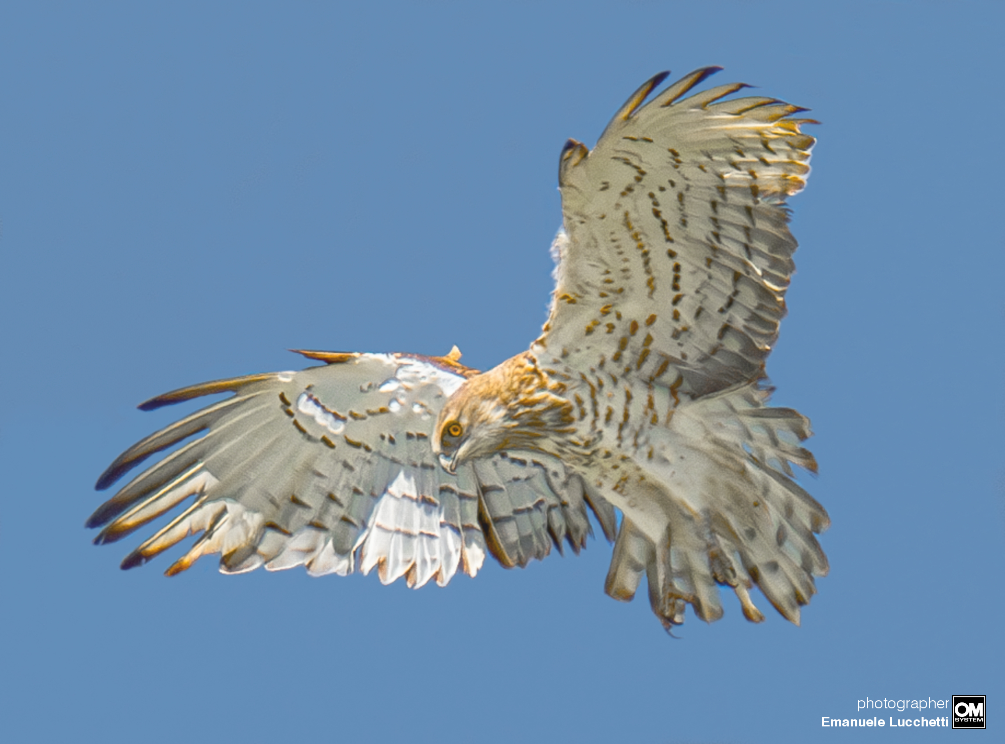 Short-toed eagle with holy spirit